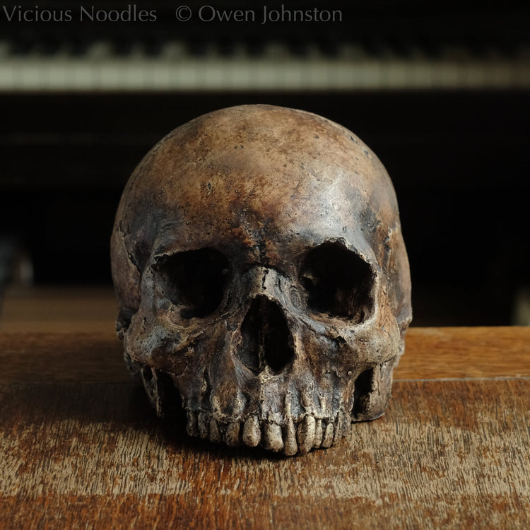 Human Skull Replicas