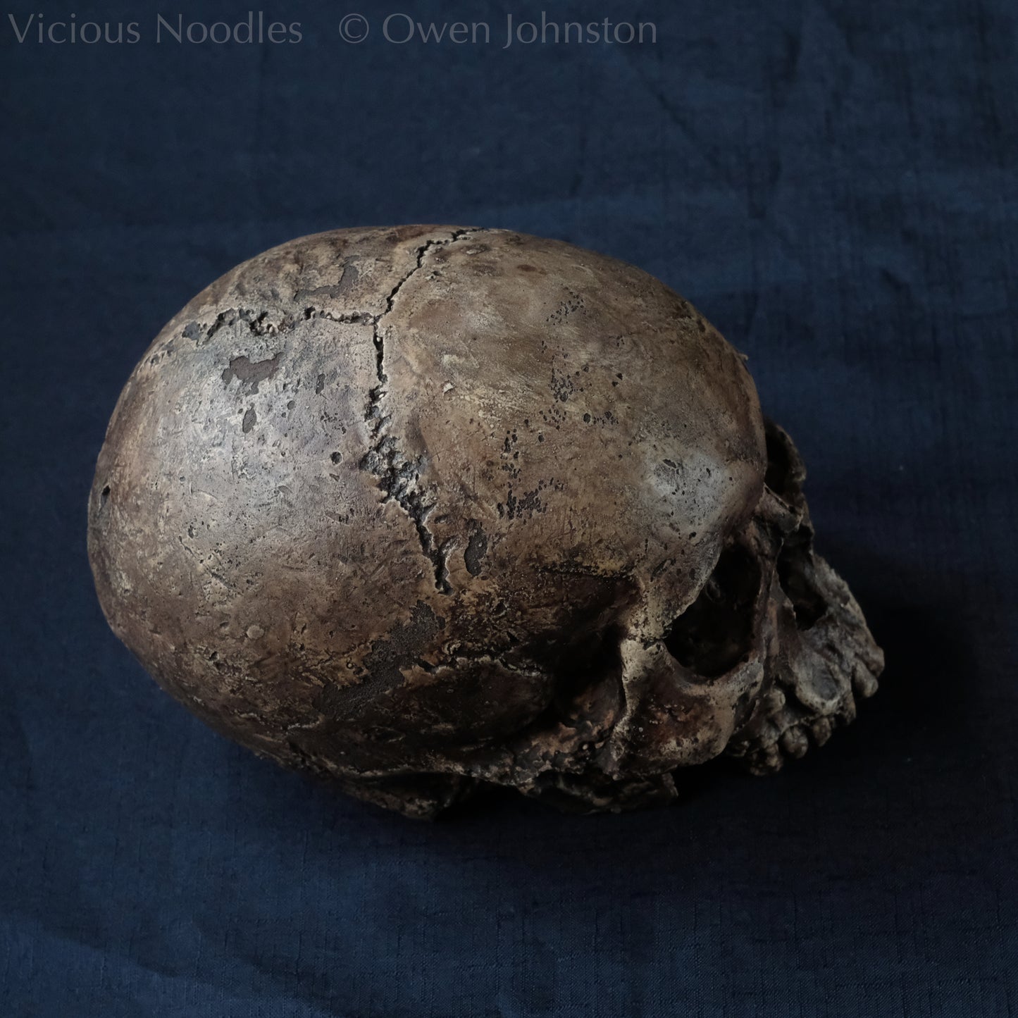 Human skull replica without jaw, life size, resembles an ancient fossil. Shades of dark brown in colour, the surface is distressed in some areas, finished with lacquer.
