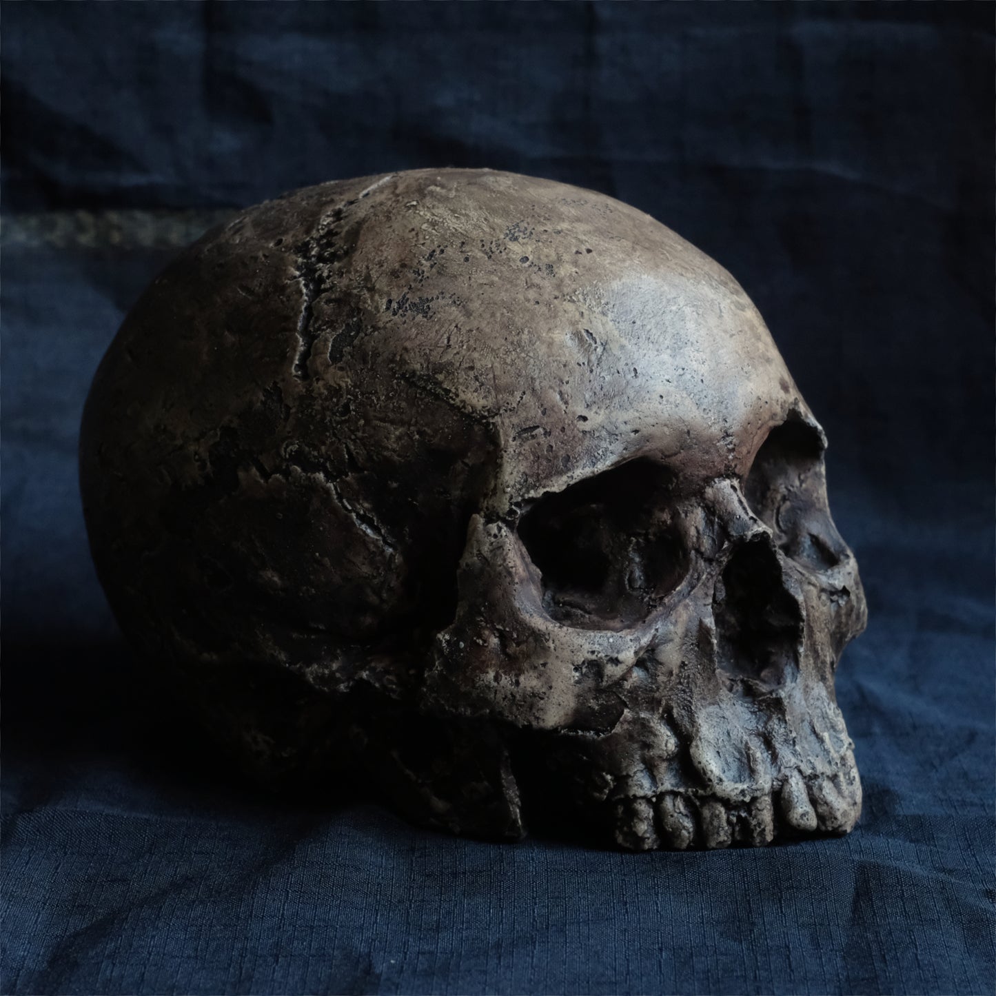 Human skull replica without jaw, life size, resembles an ancient fossil. Shades of dark brown in colour, the surface is distressed in some areas, finished with lacquer.