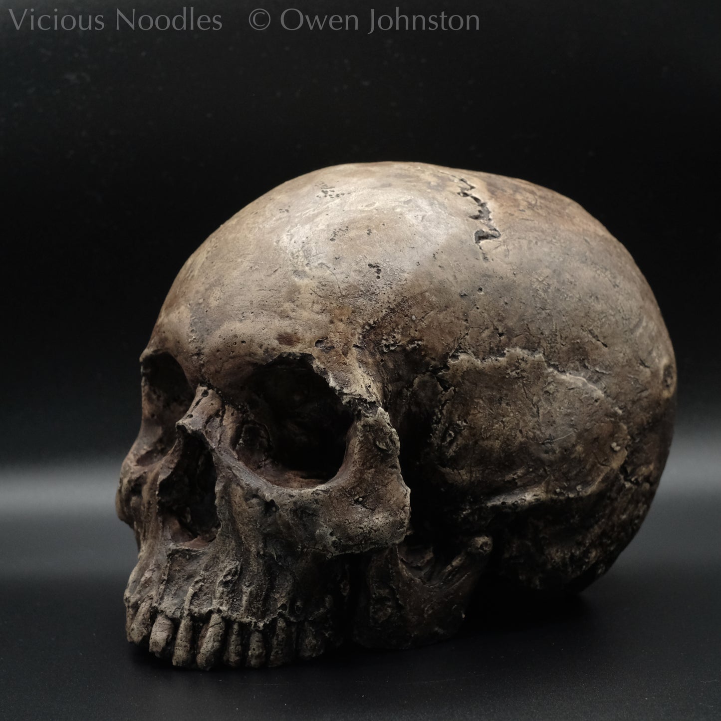 Human skull replica without jaw, life size, resembles an ancient fossil. Shades of dark brown in colour, the surface is distressed in some areas, finished with lacquer.