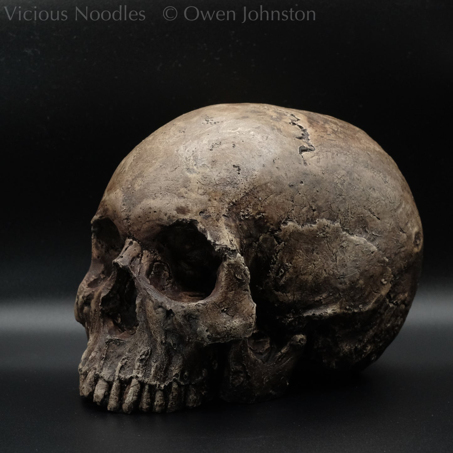 Human skull replica without jaw, life size, resembles an ancient fossil. Shades of dark brown in colour, the surface is distressed in some areas, finished with lacquer.