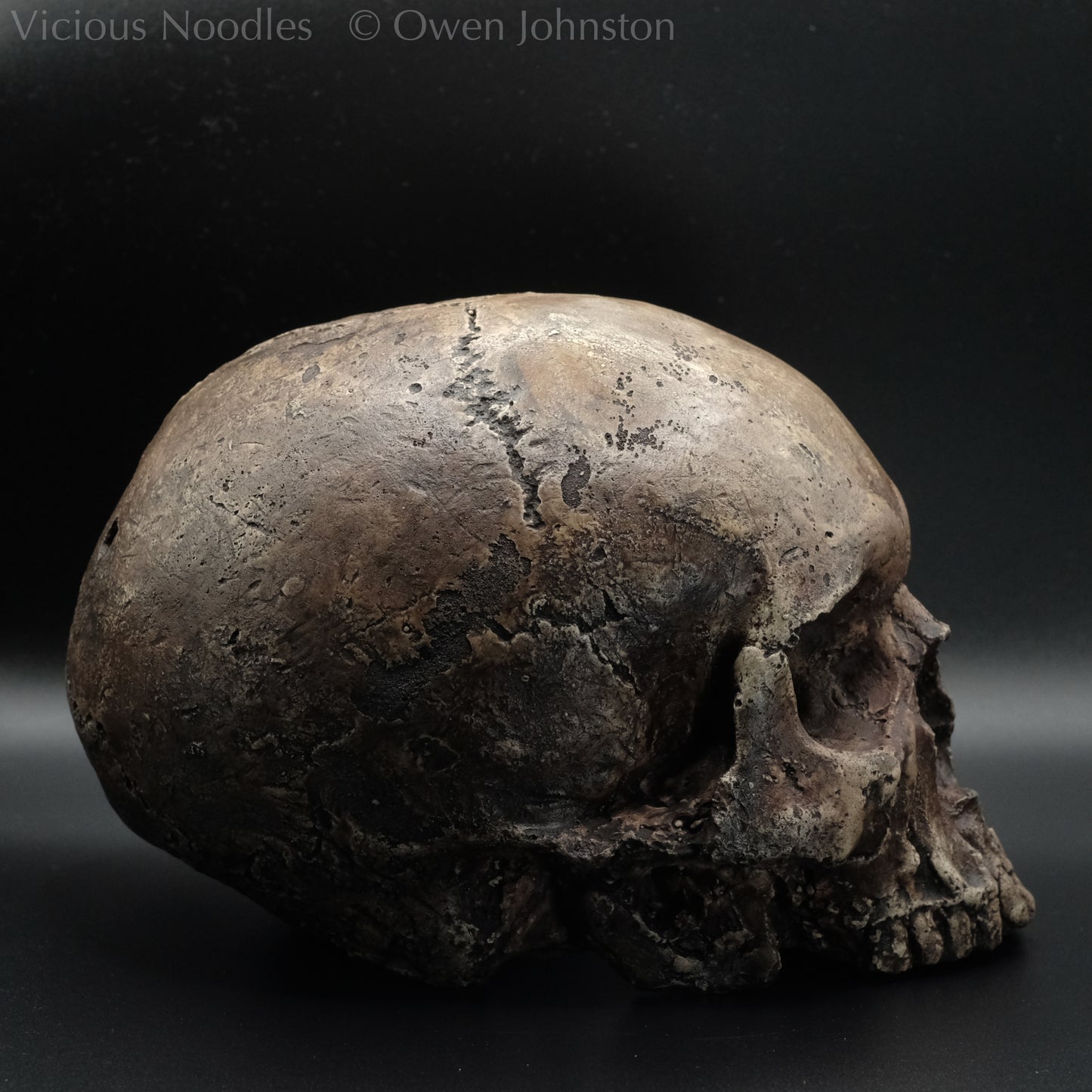 Human skull replica without jaw, life size, resembles an ancient fossil. Shades of dark brown in colour, the surface is distressed in some areas, finished with lacquer.