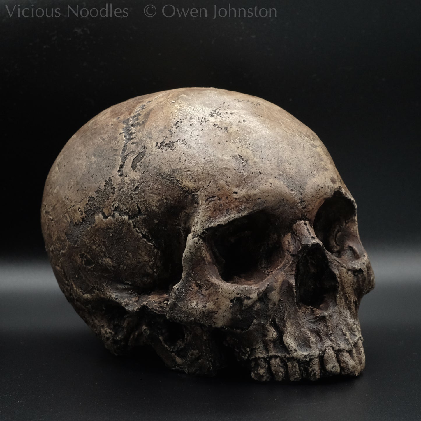 Human skull replica without jaw, life size, resembles an ancient fossil. Shades of dark brown in colour, the surface is distressed in some areas, finished with lacquer.