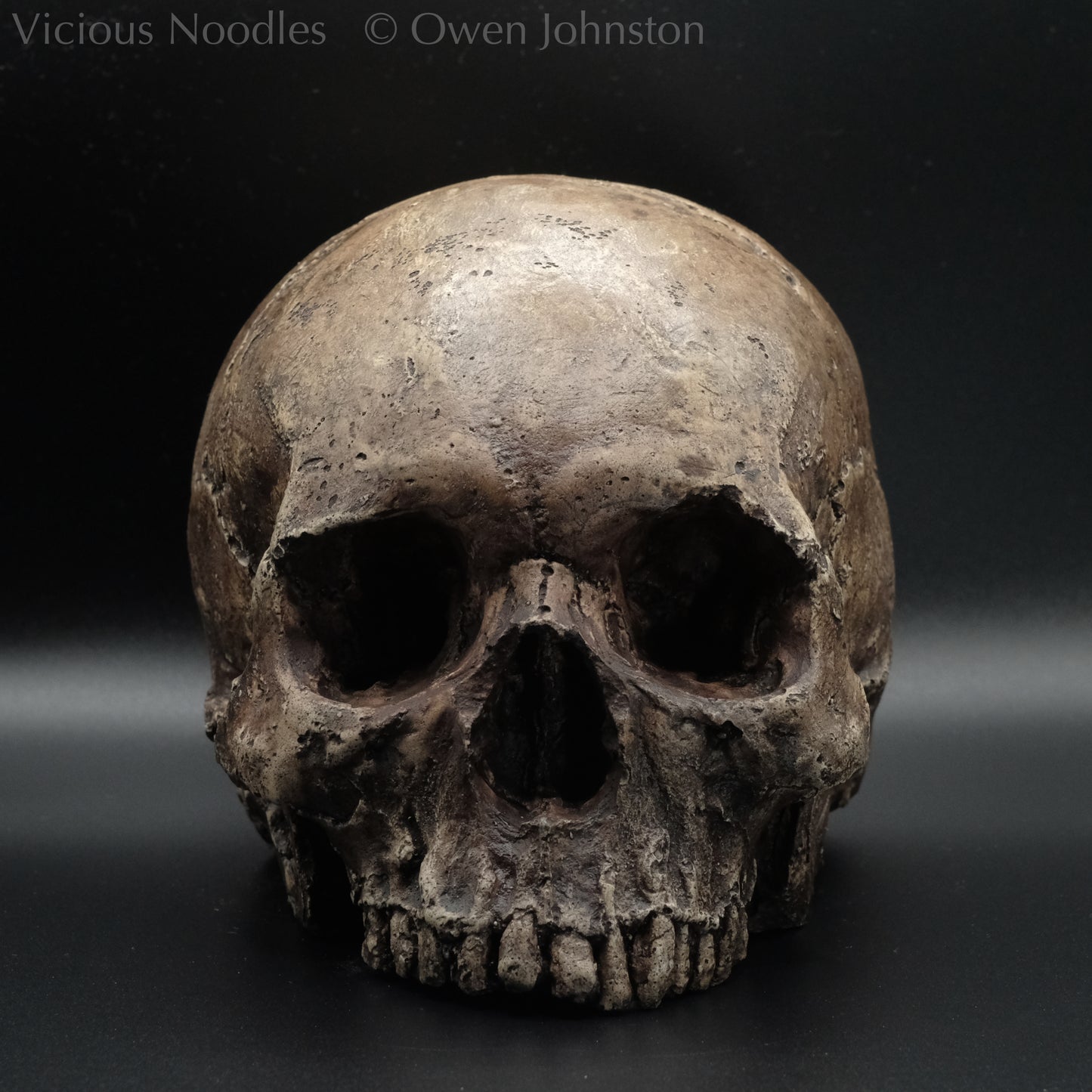 Human skull replica without jaw, life size, resembles an ancient fossil. Shades of dark brown in colour, the surface is distressed in some areas, finished with lacquer.