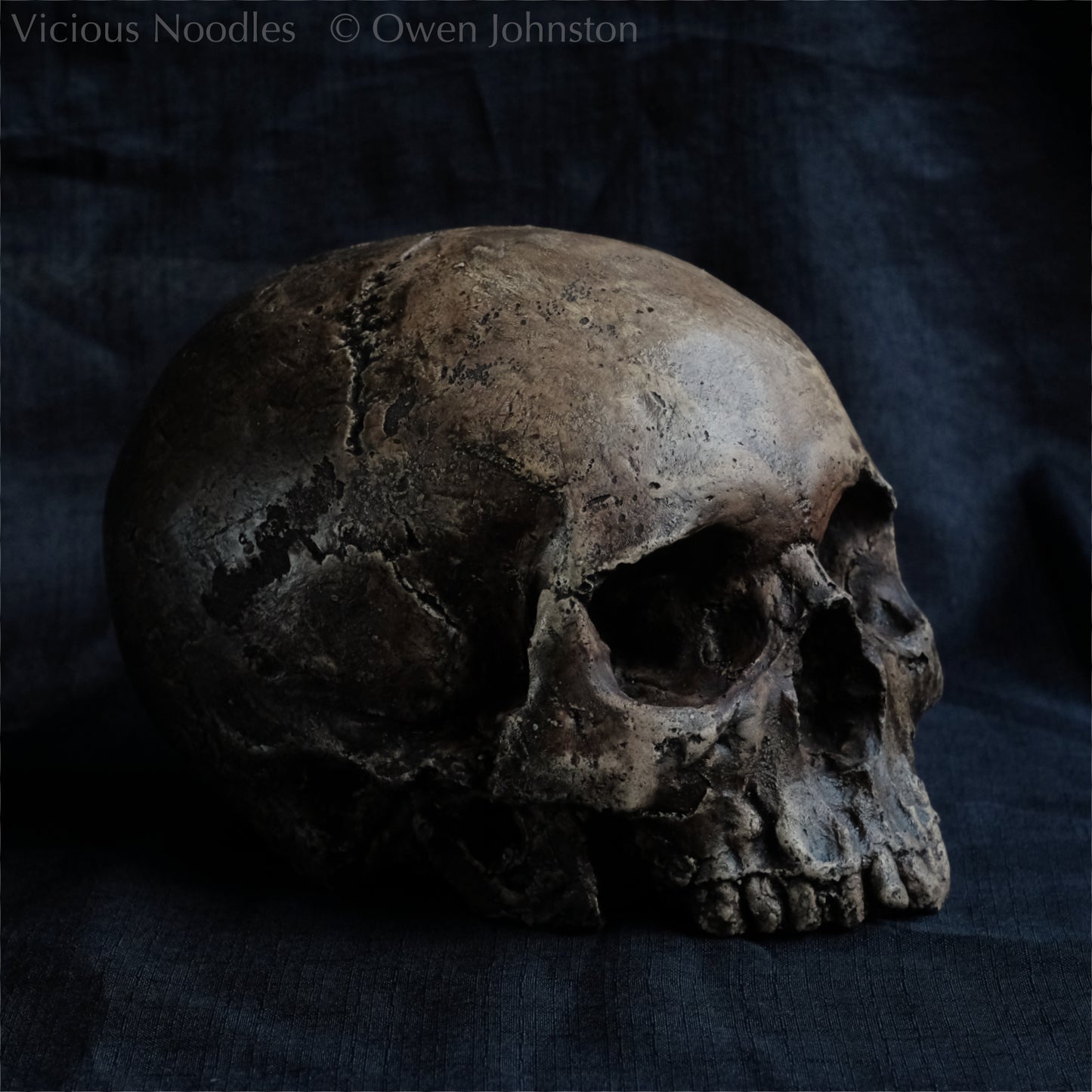 Human skull replica without jaw, life size, resembles an ancient fossil. Shades of dark brown in colour, the surface is distressed in some areas, finished with lacquer.