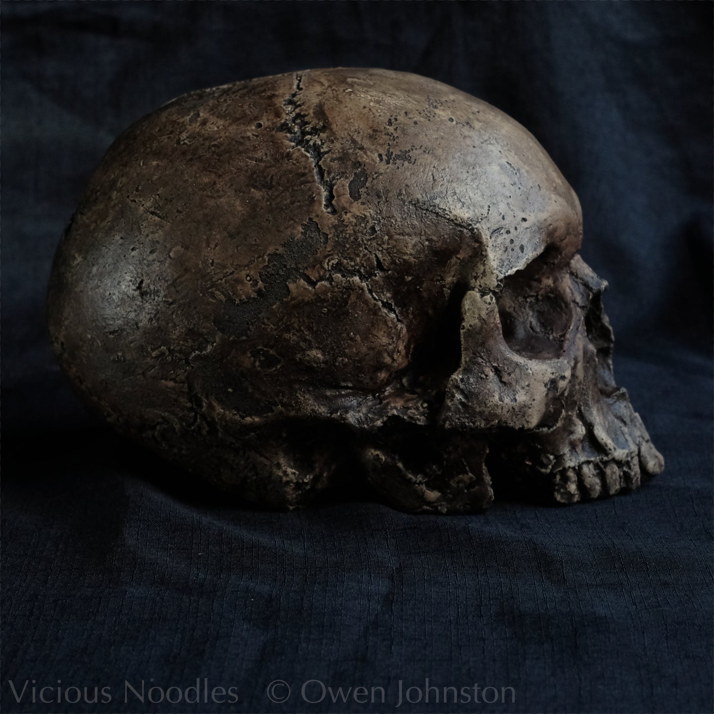 Human skull replica without jaw, life size, resembles an ancient fossil. Shades of dark brown in colour, the surface is distressed in some areas, finished with lacquer.