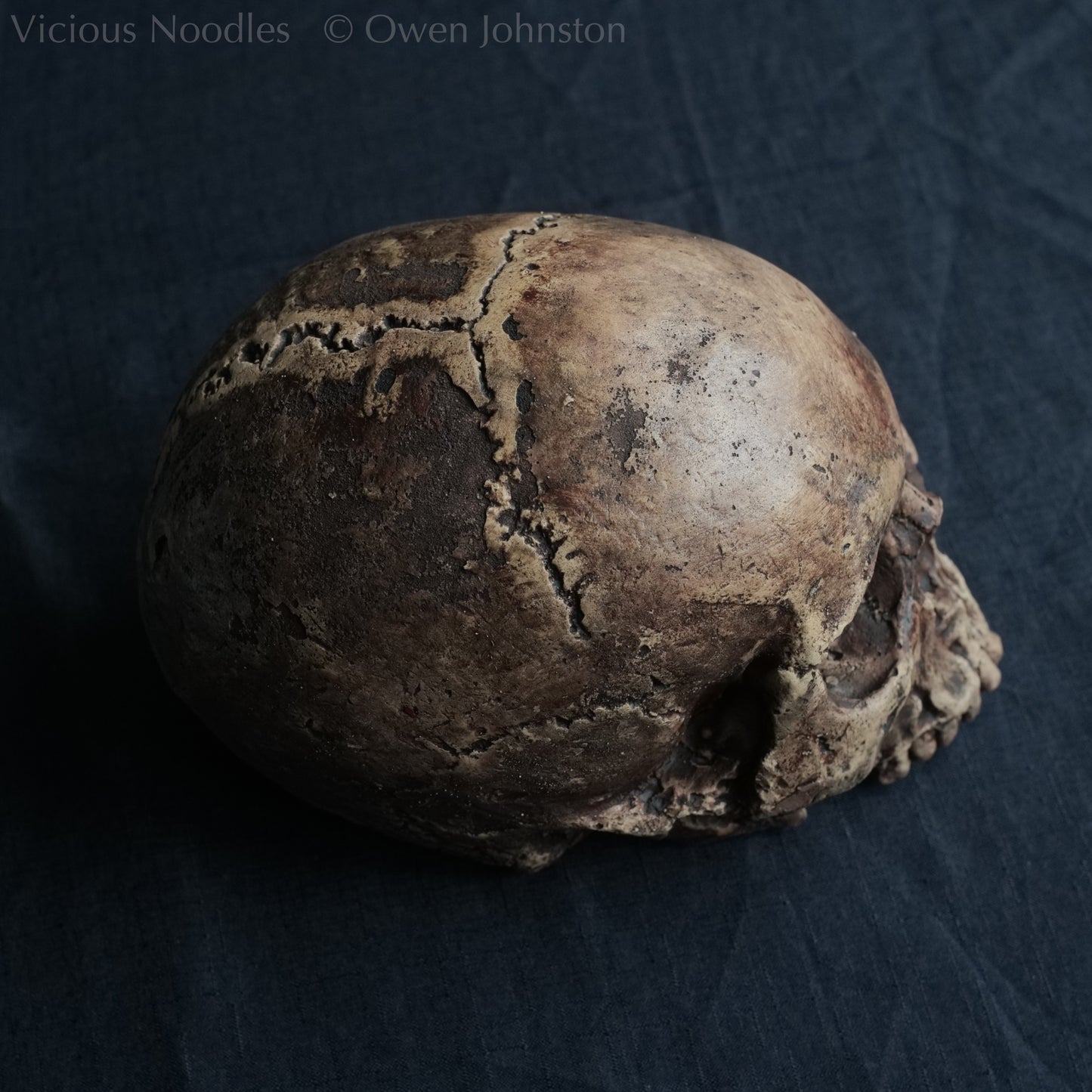 Life size human skull replica without jaw made to look like an ancient fossil, colour is various shades of brown and some areas are lightly distressed.