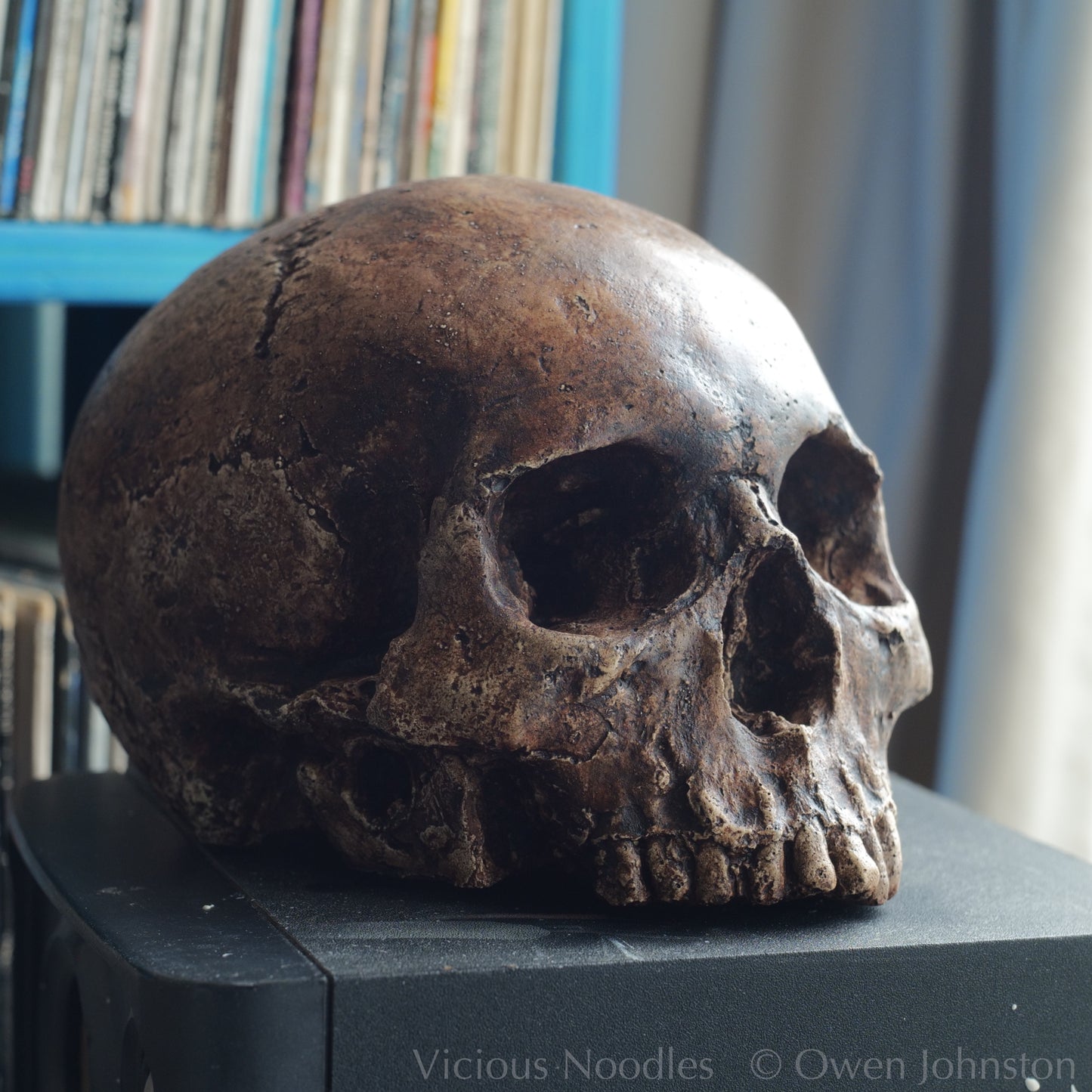 Human skull replica without jaw, life size, resembles an ancient fossil. Shades of reddish brown and dark brown in colour, finished with lacquer.