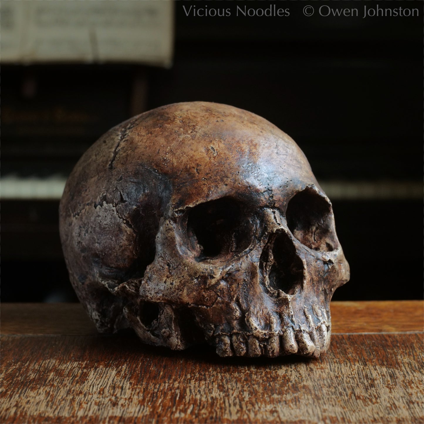 Human skull replica without jaw, life size, resembles an ancient fossil. Shades of reddish brown and dark brown in colour, finished with lacquer.