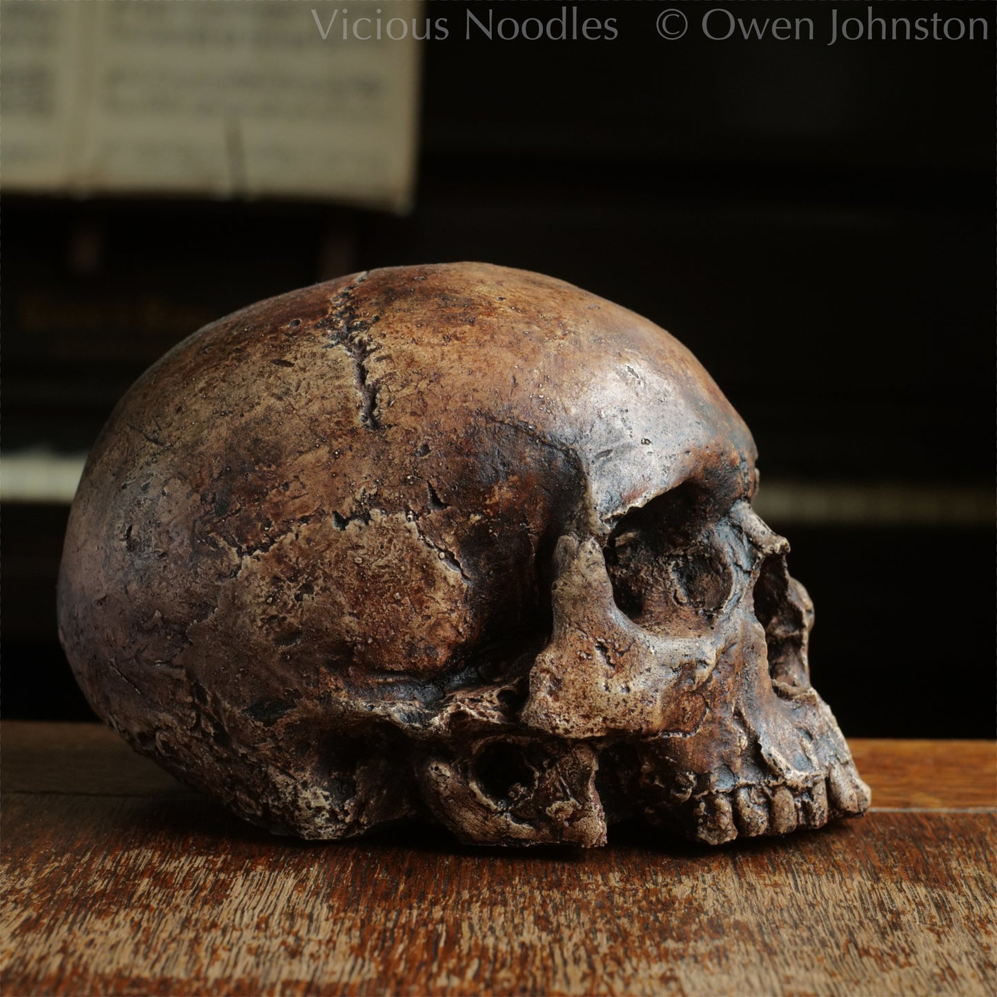 Human skull replica without jaw, life size, resembles an ancient fossil. Shades of reddish brown and dark brown in colour, finished with lacquer.