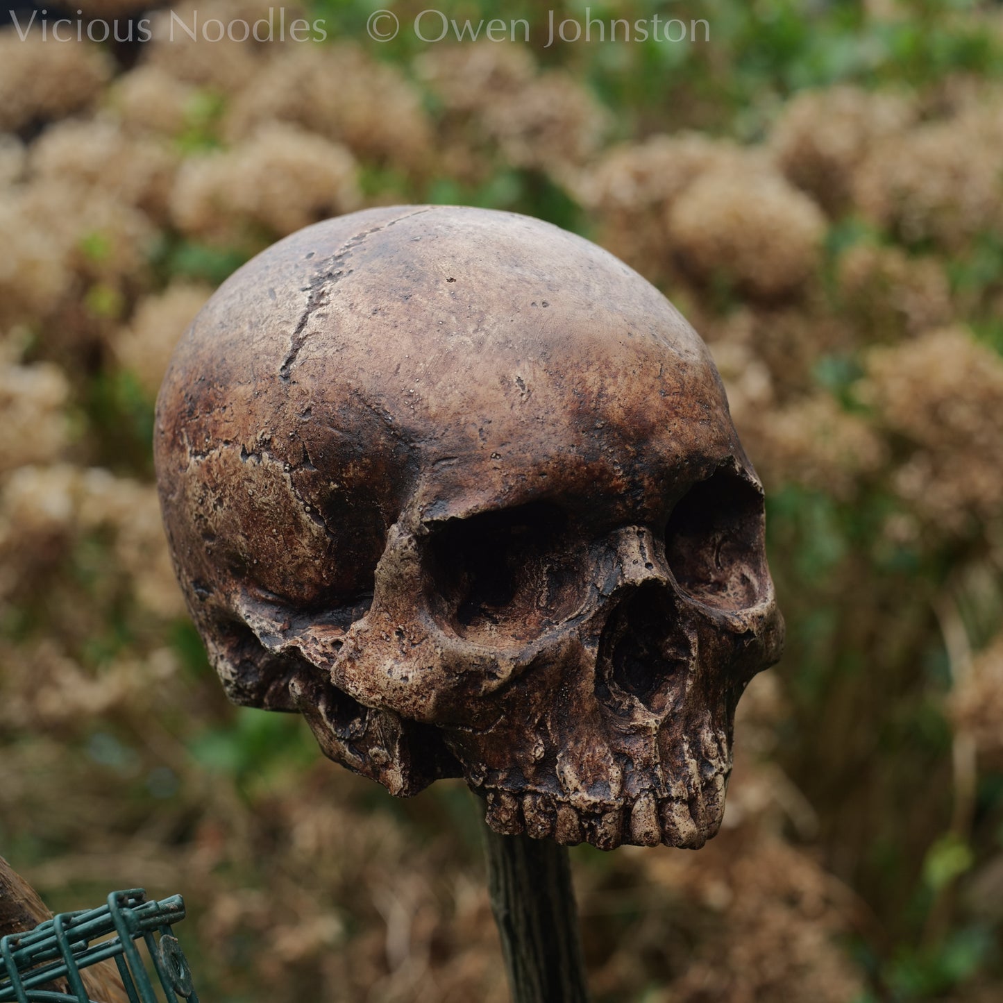 Human skull replica without jaw, life size, resembles an ancient fossil. Shades of reddish brown and dark brown in colour, finished with lacquer.