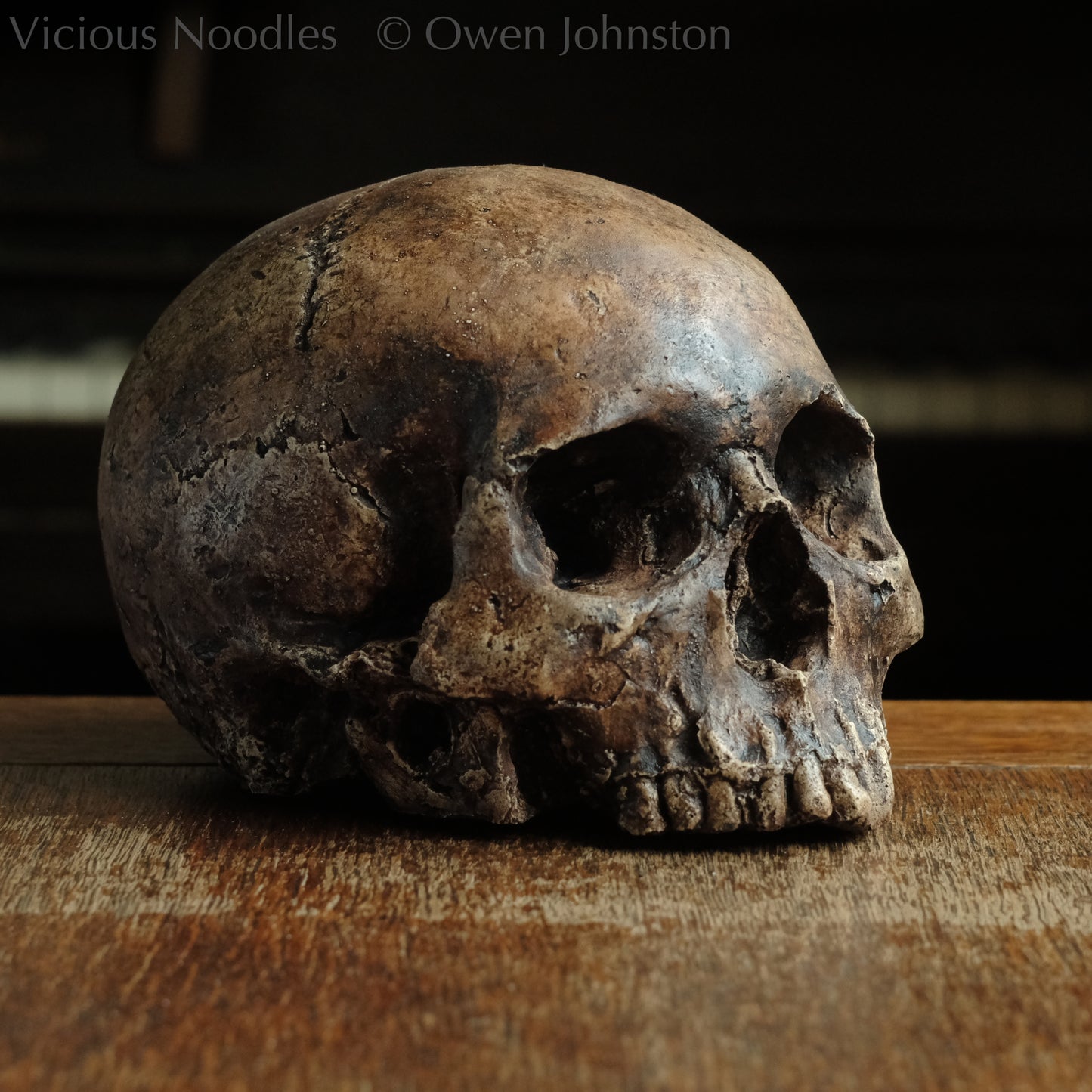 Human skull replica without jaw, life size, resembles an ancient fossil. Shades of reddish brown and dark brown in colour, finished with lacquer.