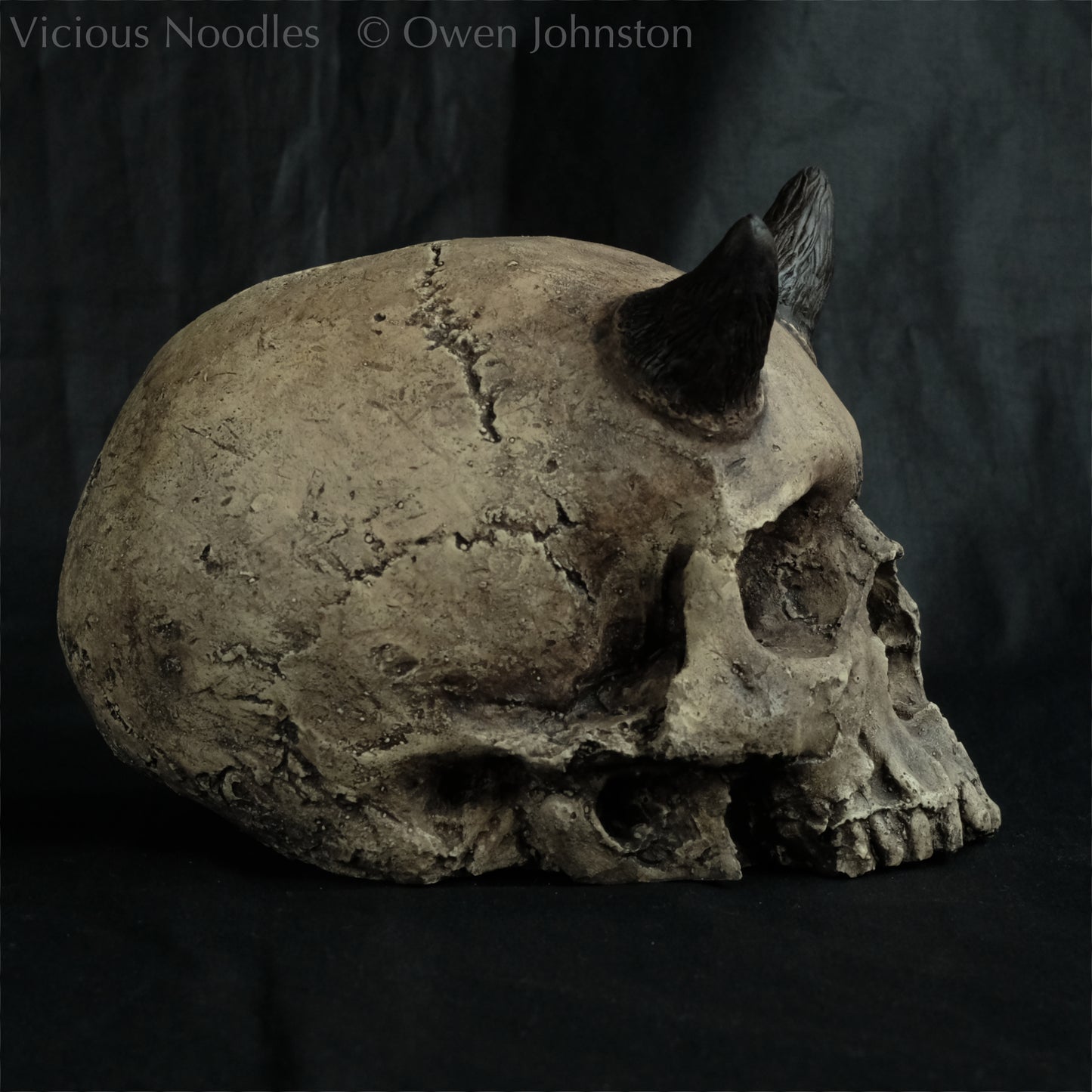 Human skull replica with short horns, life size, without lower jaw. Warm ivory colour with dark weathering.