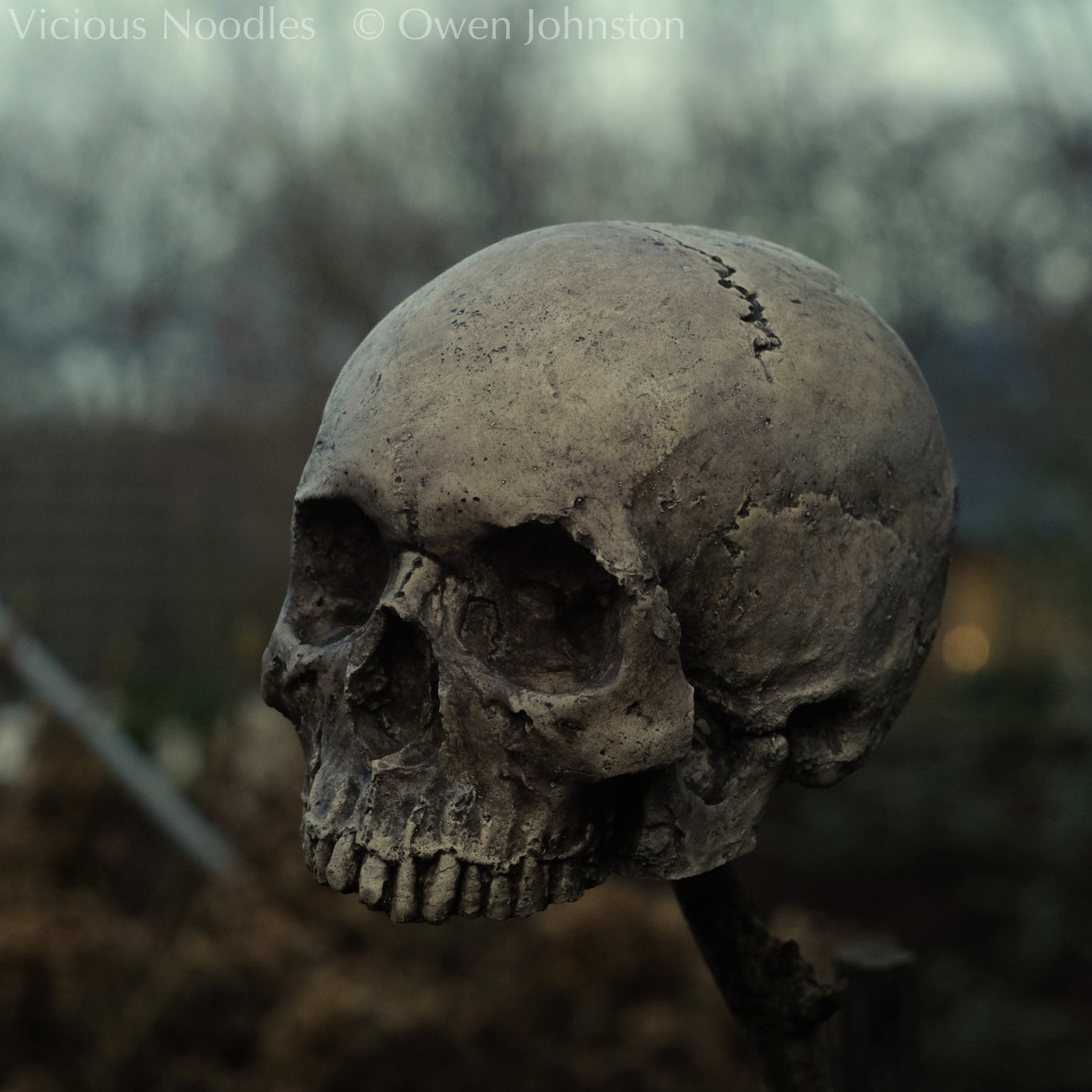Human skull replica without jaw, life size, warm ivory bone colour with dark weathering, finished with lacquer.