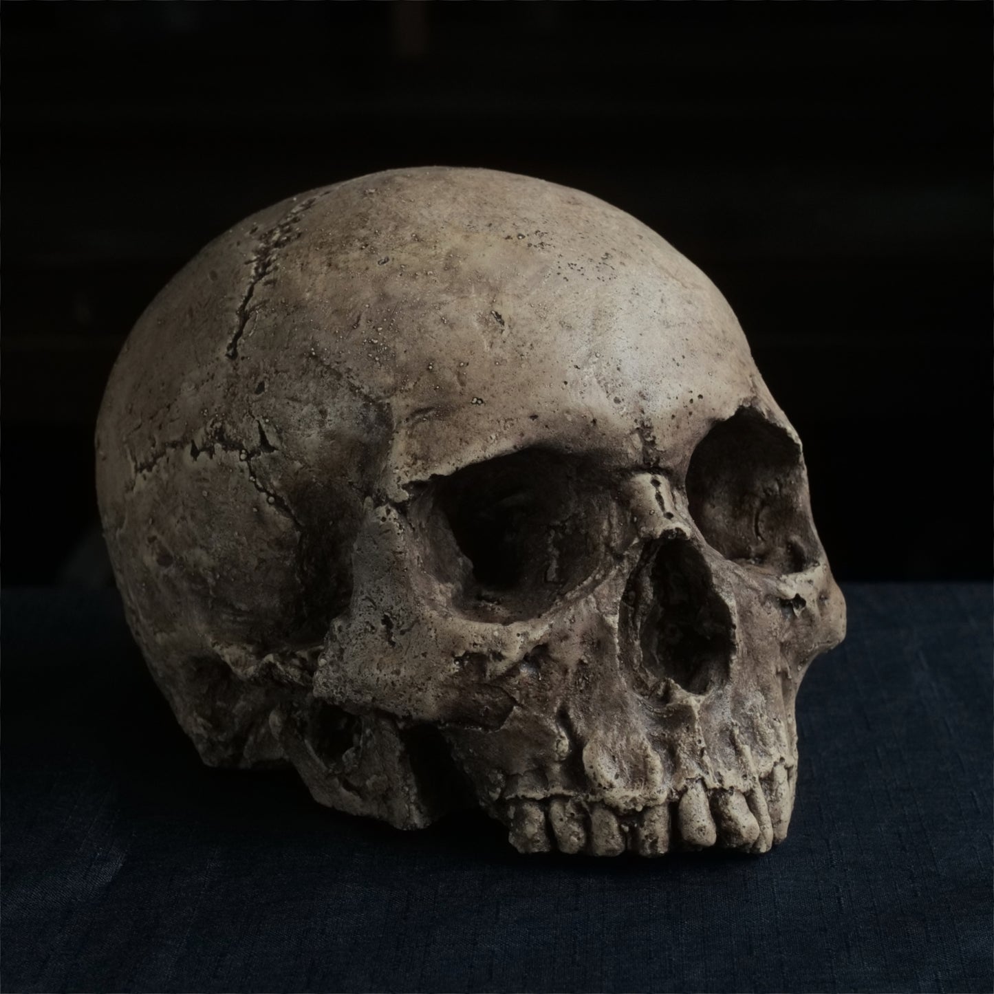 Human skull replica without jaw, life size, warm ivory bone colour with dark weathering, finished with lacquer.