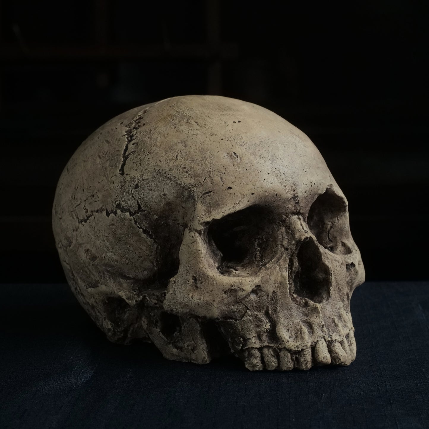 Human skull replica without jaw, life size, warm ivory bone colour with dark weathering, finished with lacquer.