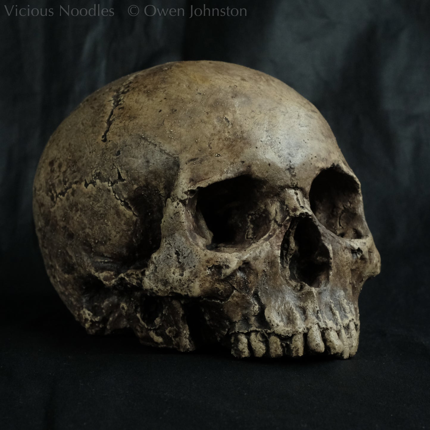 Human skull replica without jaw, life size, warm ivory bone colour with dark weathering, finished with lacquer.