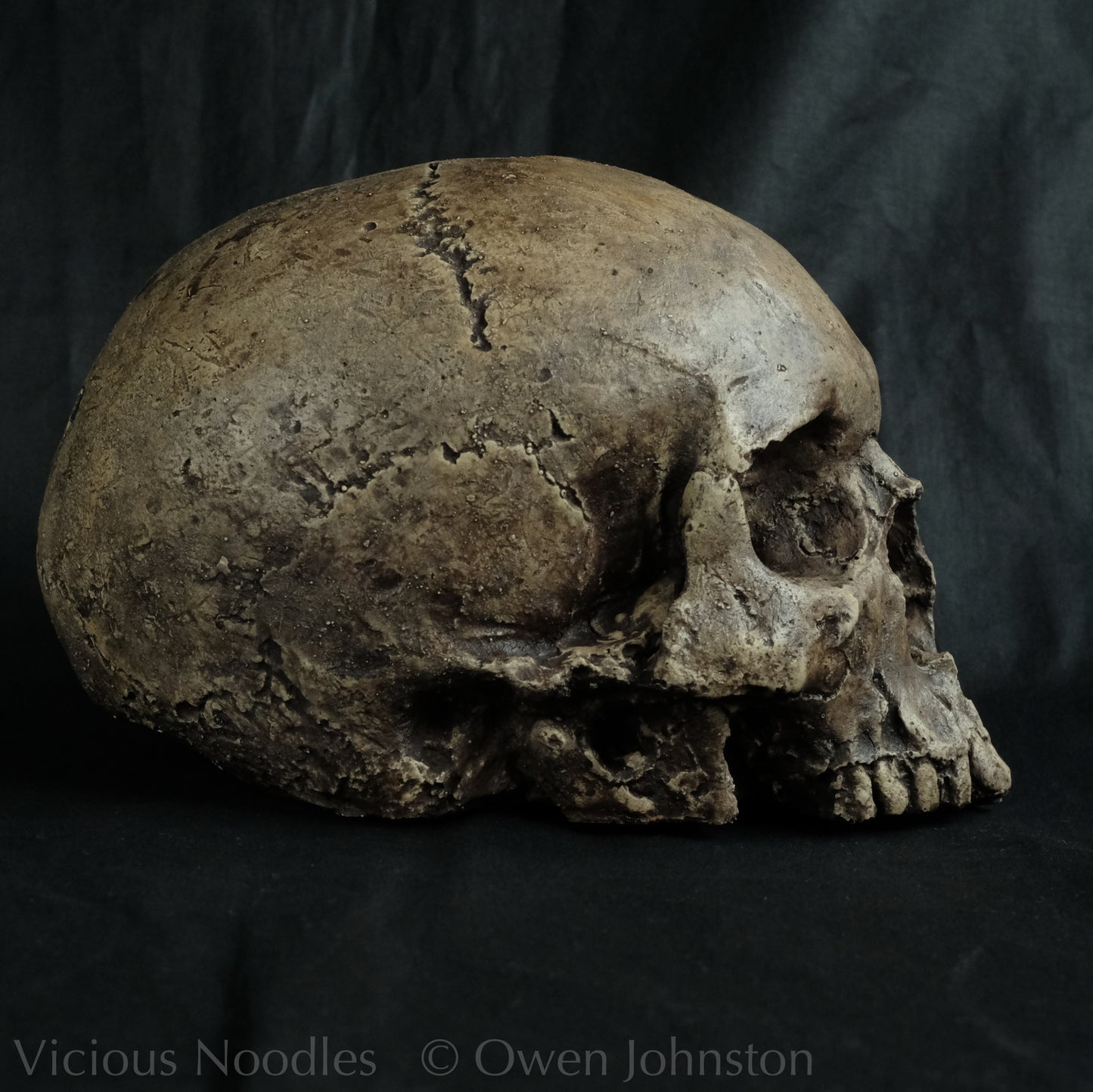 Human skull replica without jaw, life size, warm ivory bone colour with dark weathering, finished with lacquer.