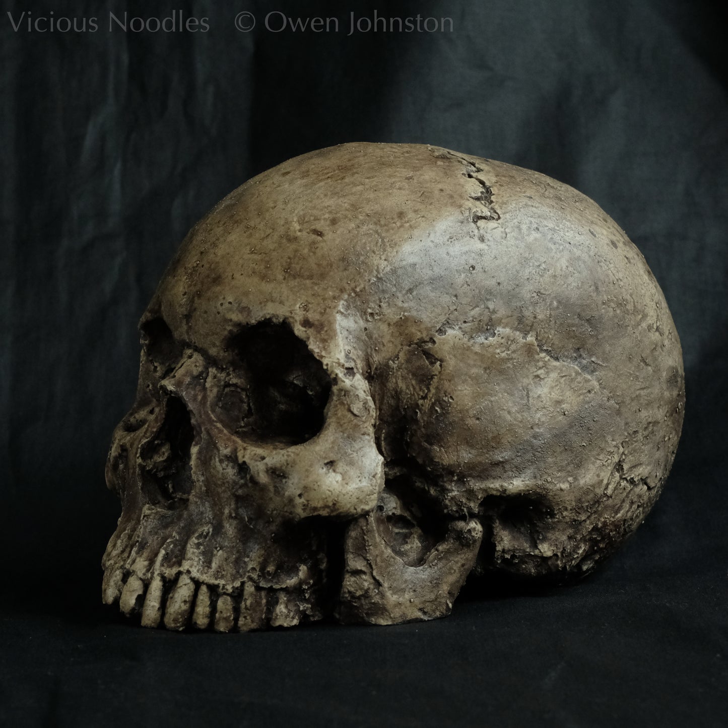 Human skull replica without jaw, life size, warm ivory bone colour with dark weathering, finished with lacquer.