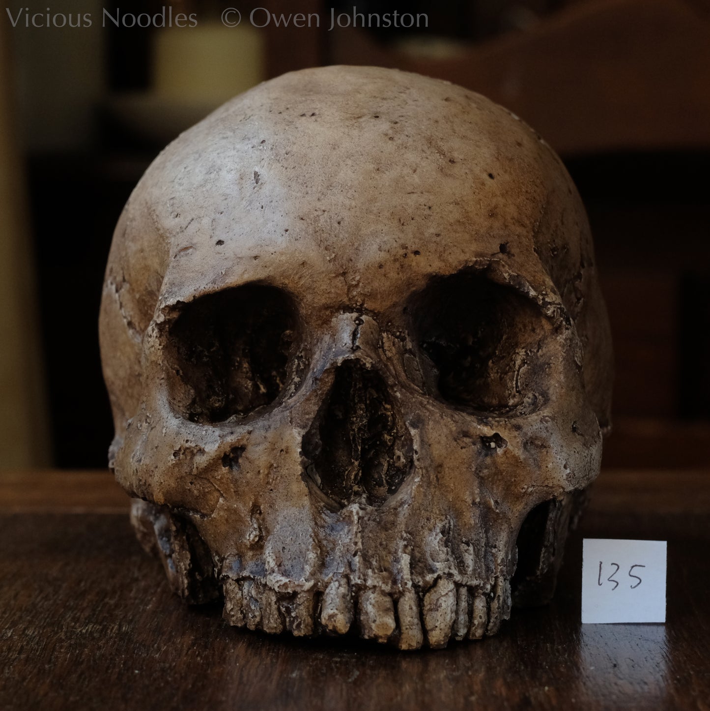 Human skull replica, fossil finish, reddish brown