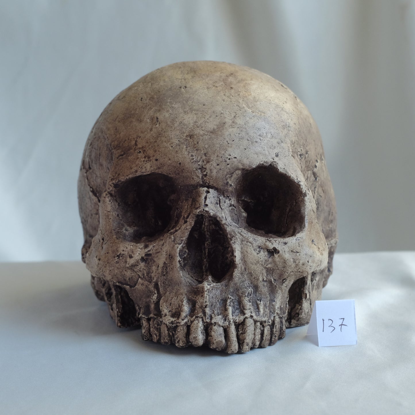 Human skull replica, highly weathered natural finish