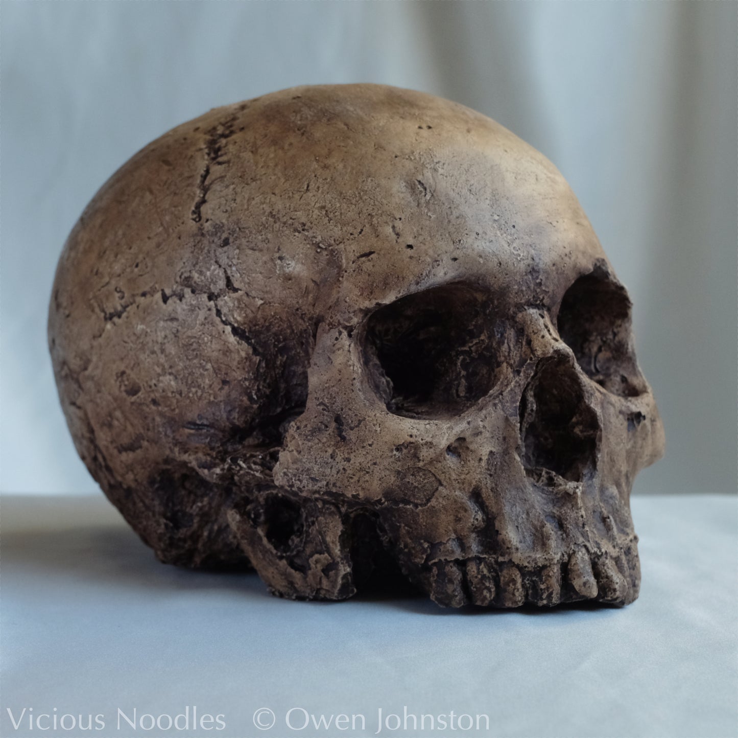 Human skull replica, fossil finish, reddish brown