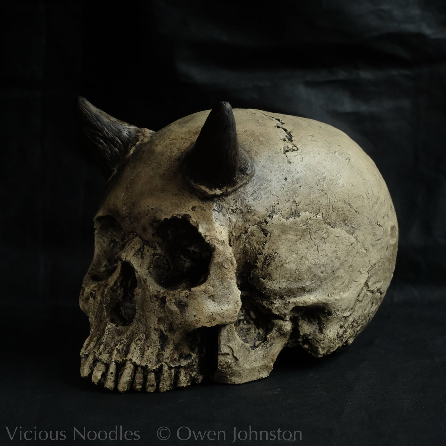 Human skull replica with short horns, life size, without lower jaw. Warm ivory colour with dark weathering.
