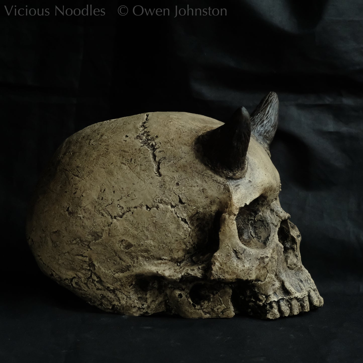 Human skull replica with short horns, life size, without lower jaw. Warm ivory colour with dark weathering.