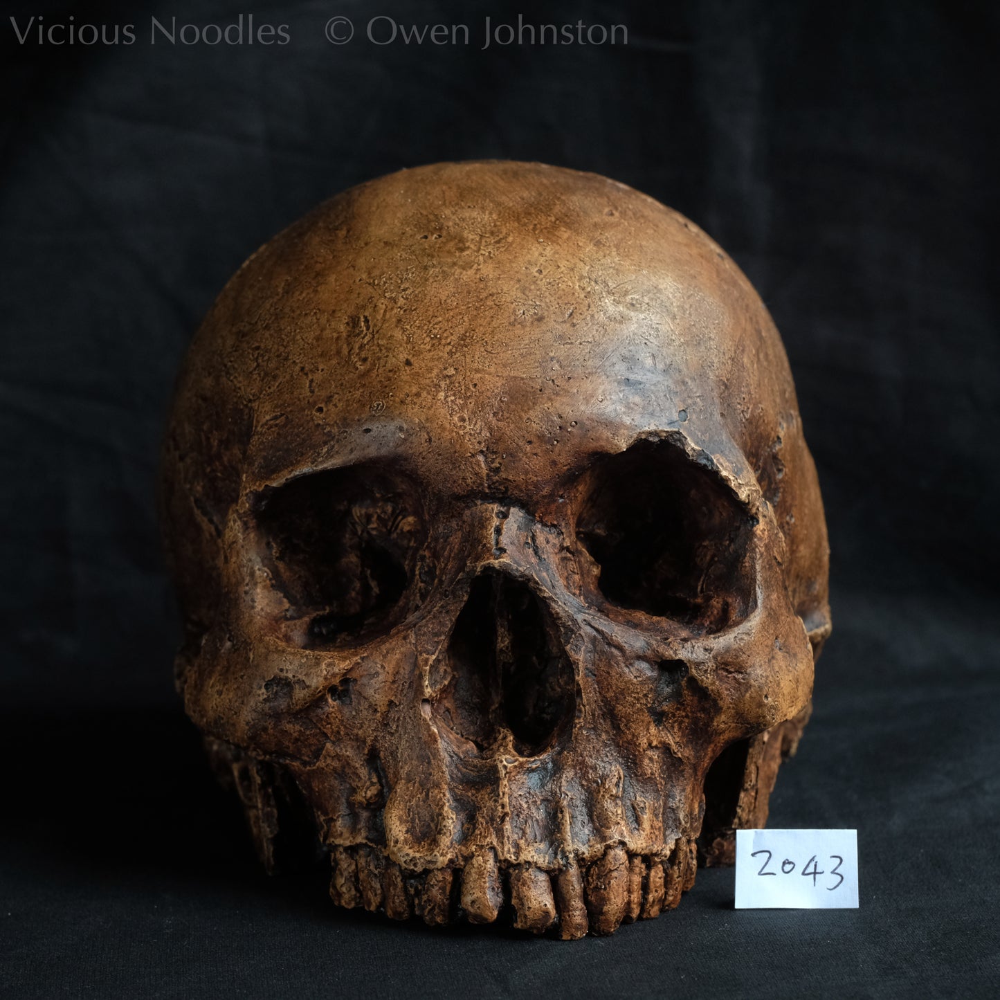 Human skull replica, reddish brown fossil effect