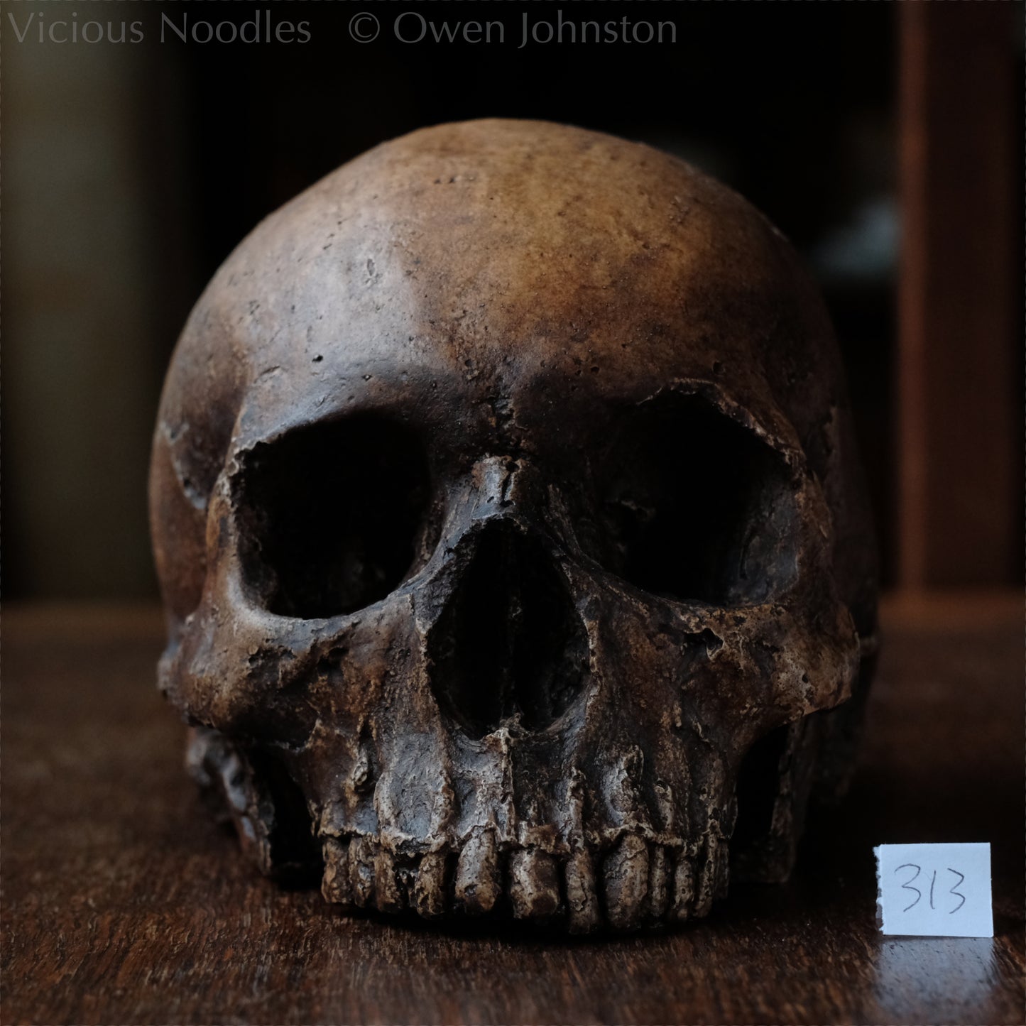 Human skull replica, antique fossil finish, reddish brown