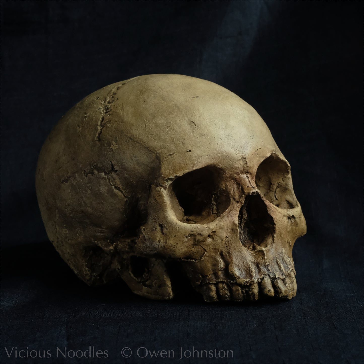 Human skull replica without jaw, life size, warm yellow ivory bone colour with dark weathering, finished with lacquer.
