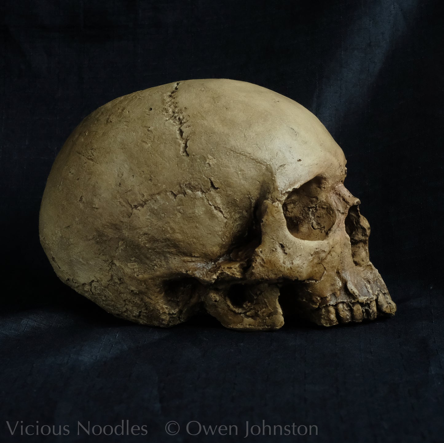 Human skull replica without jaw, life size, warm yellow ivory bone colour with dark weathering, finished with lacquer.