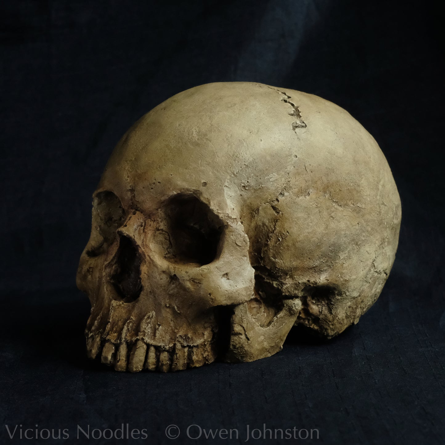 Human skull replica without jaw, life size, warm yellow ivory bone colour with dark weathering, finished with lacquer.