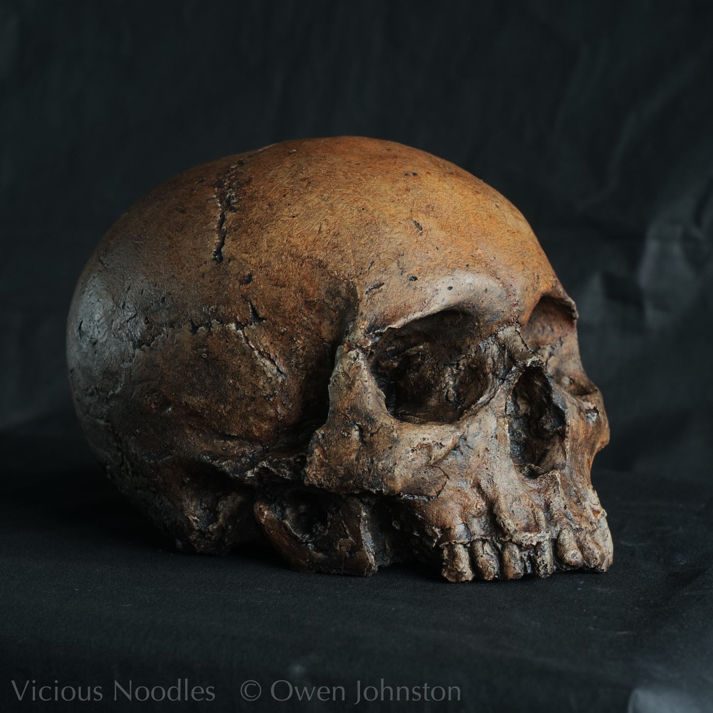 Human skull replica, fossil finish, dark reddish brown
