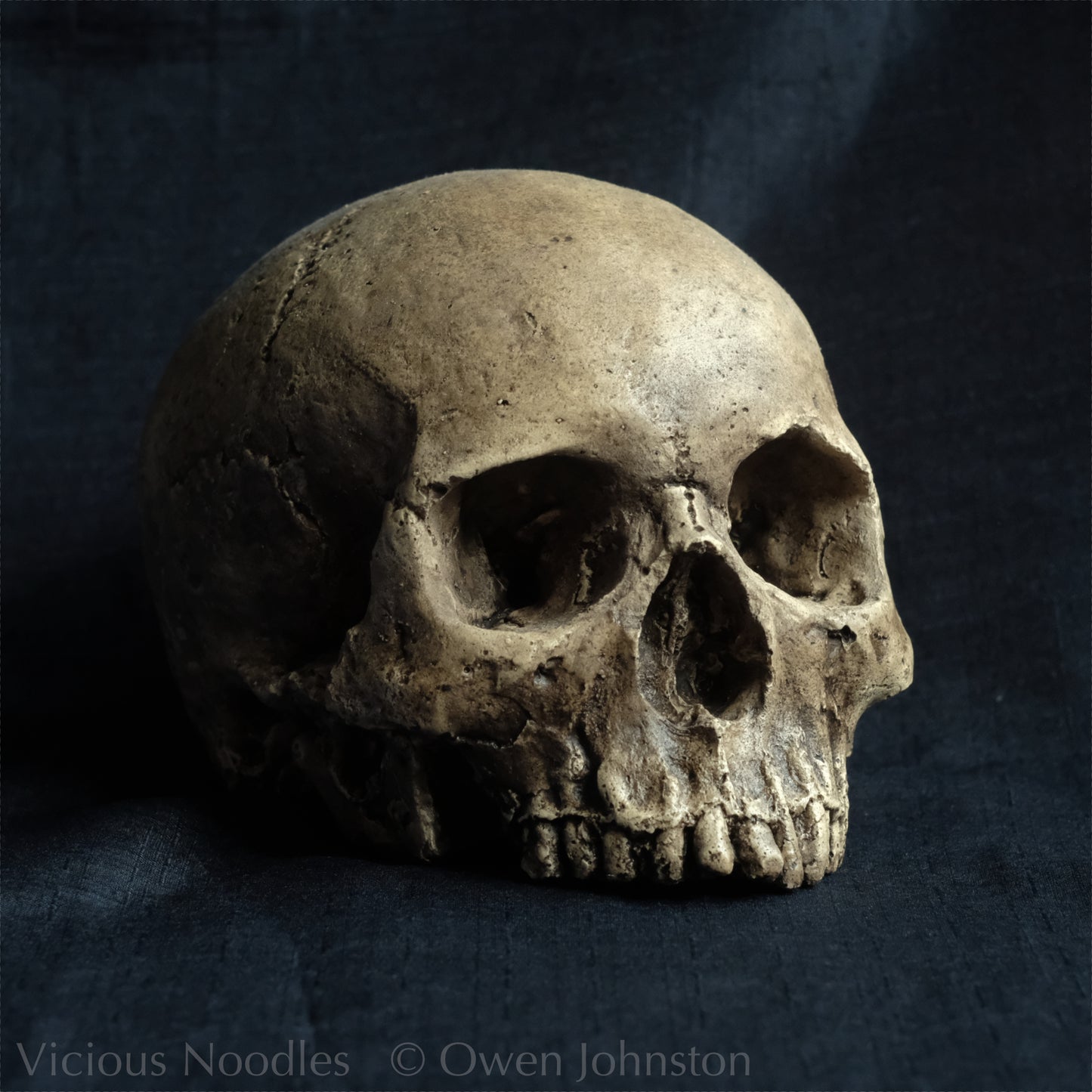 Human skull replica without jaw, life size, warm ivory bone colour with dark weathering, finished with lacquer.