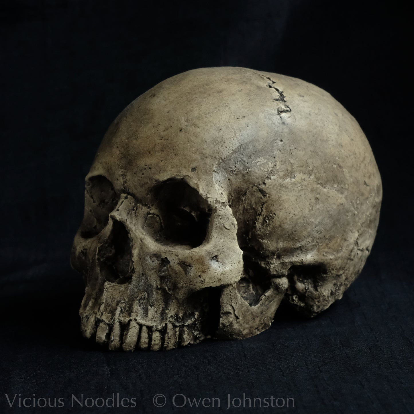 Human skull replica without jaw, life size, warm ivory bone colour with dark weathering, finished with lacquer.