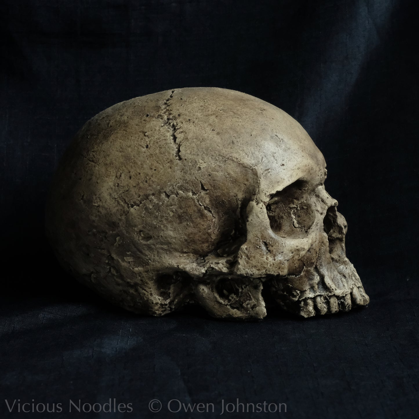 Human skull replica without jaw, life size, warm ivory bone colour with dark weathering, finished with lacquer.