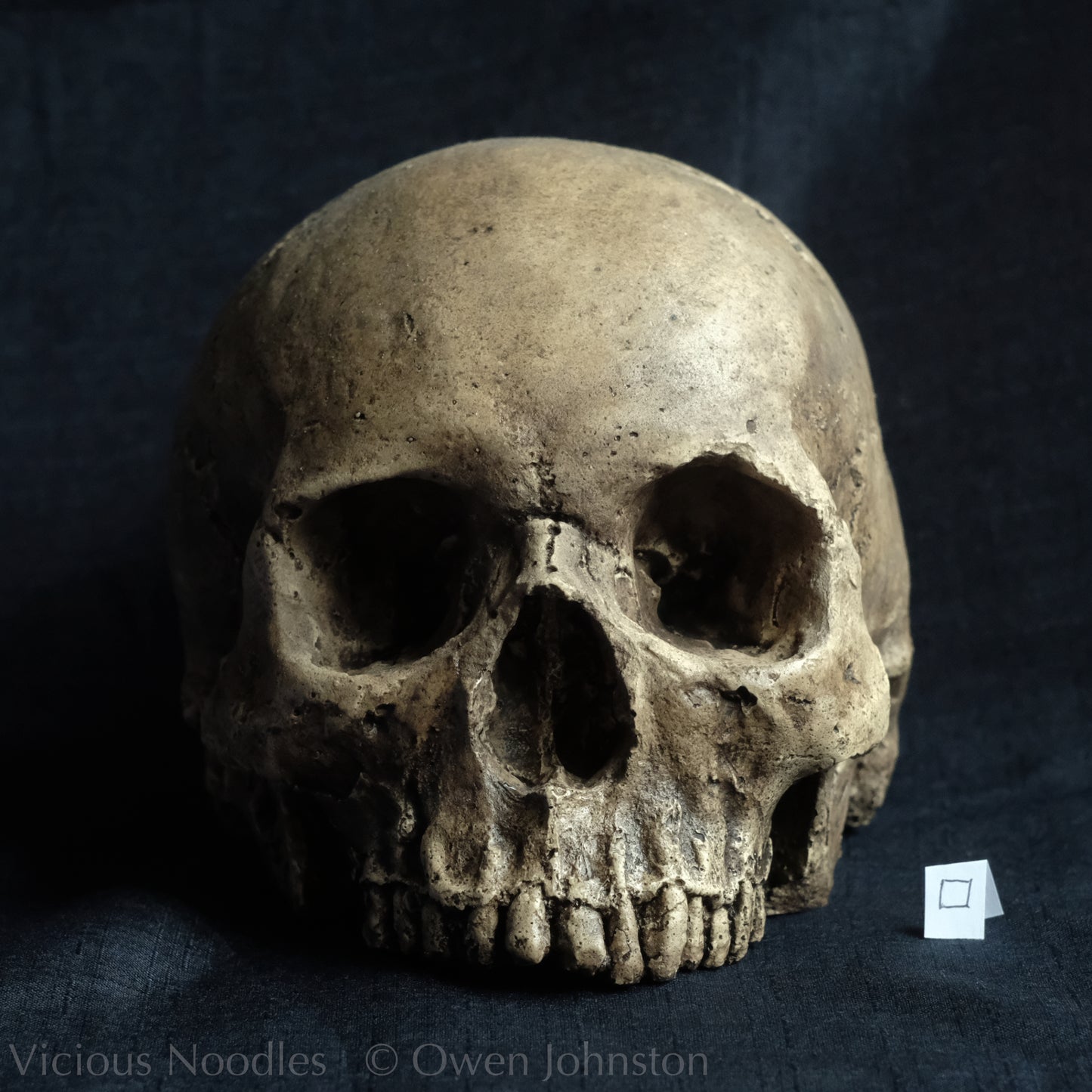 Human skull replica without jaw, life size, warm ivory bone colour with dark weathering, finished with lacquer.