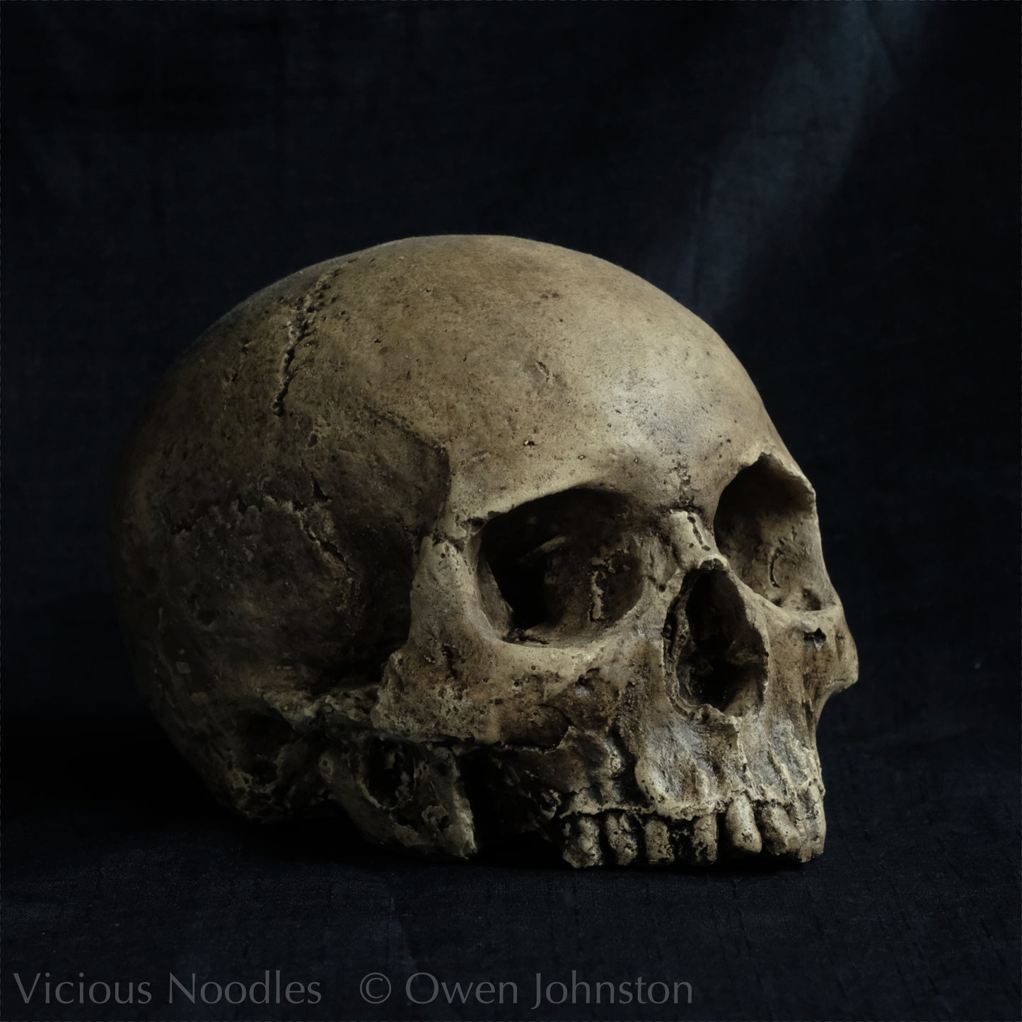 Human skull replica without jaw, life size, warm ivory bone colour with dark weathering, finished with lacquer.