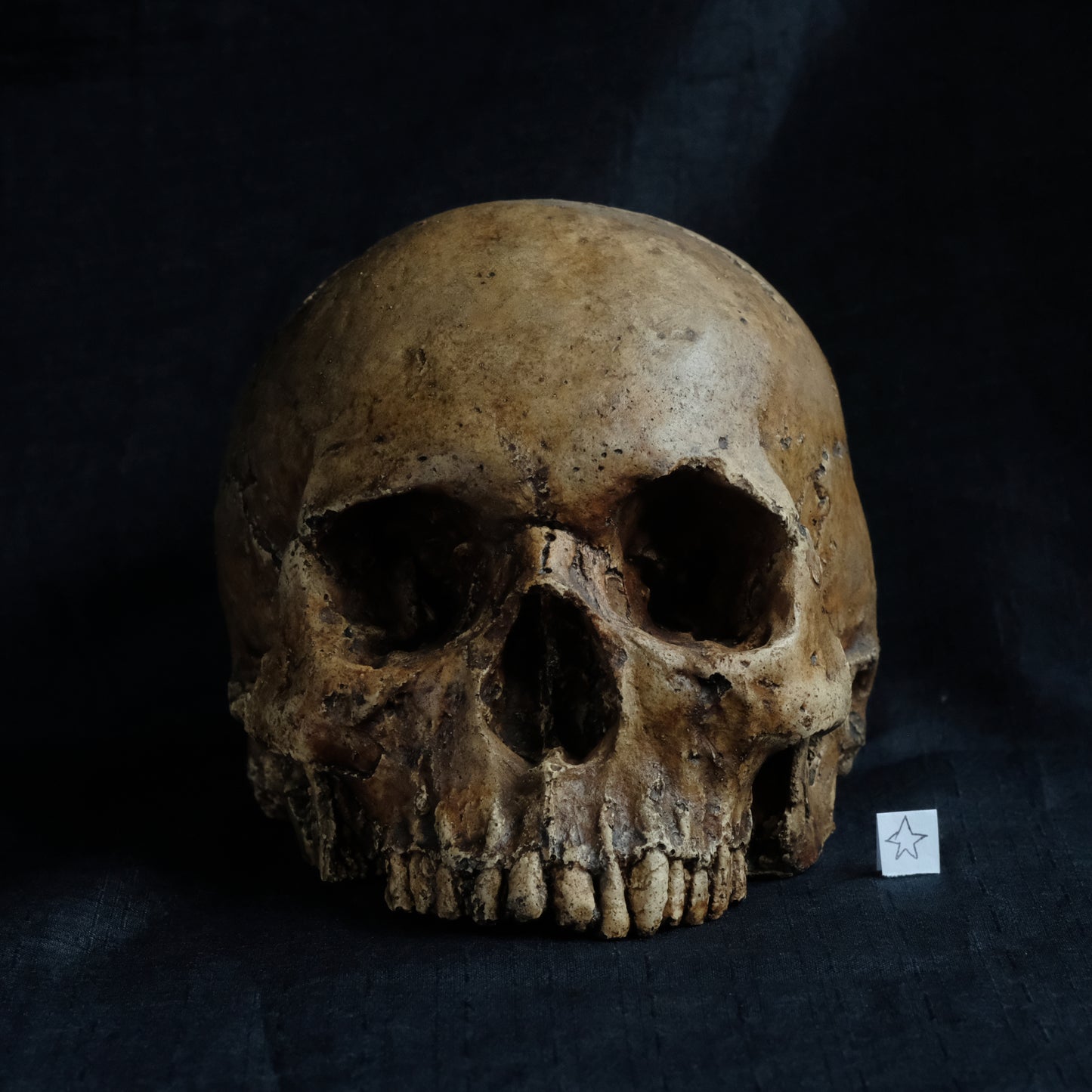 Human skull replica without jaw, life size, looks like a highly weathered antique skull. The colour is a warm, mid dark brown, finished with lacquer.