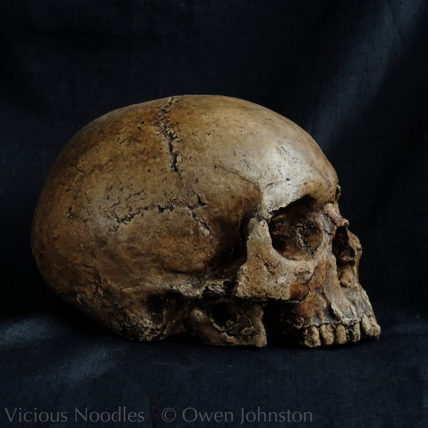 Human skull replica without jaw, life size, looks like a highly weathered antique skull. The colour is a warm, mid dark brown, finished with lacquer.