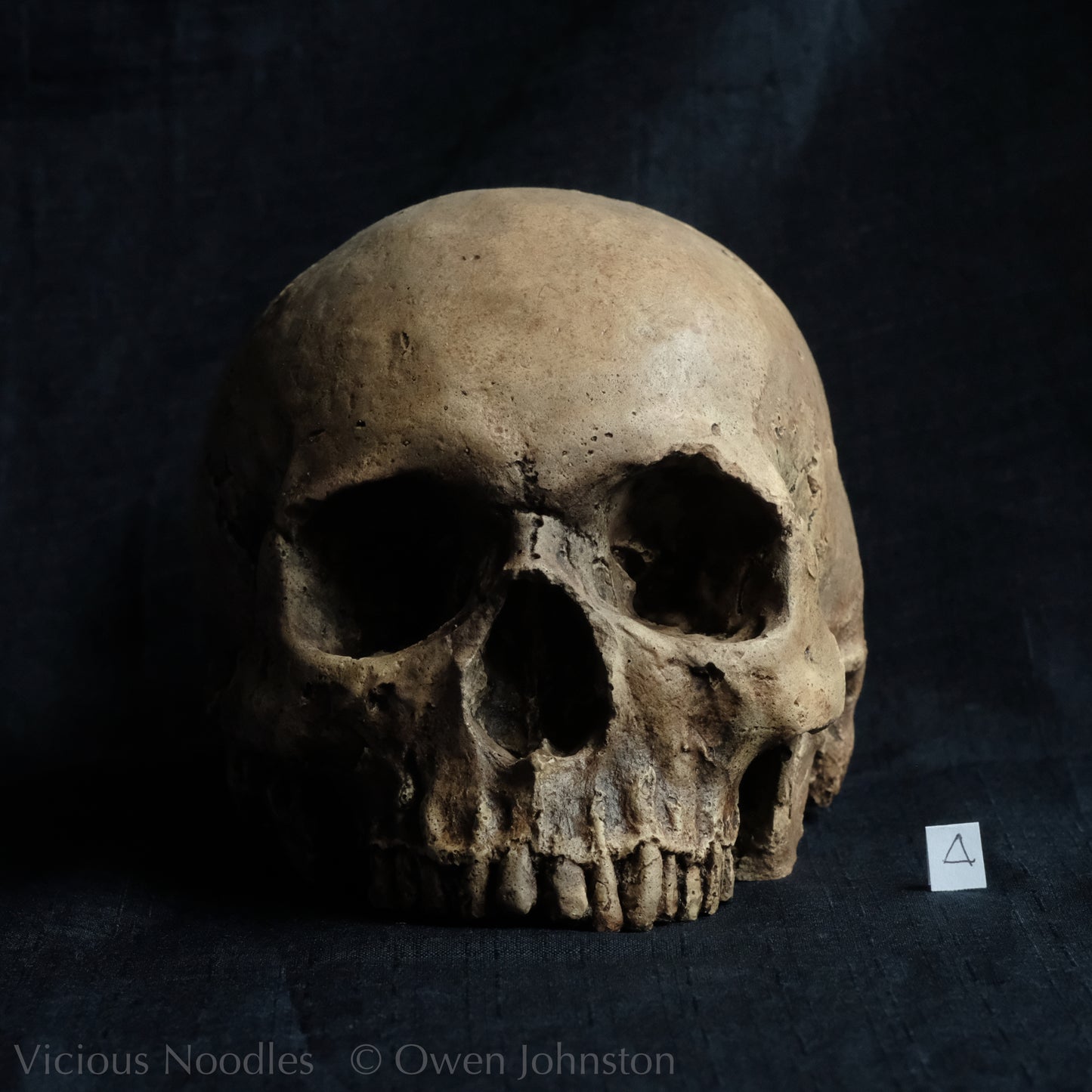 Human skull replica without jaw, life size, warm ivory bone colour with dark weathering, finished with lacquer.