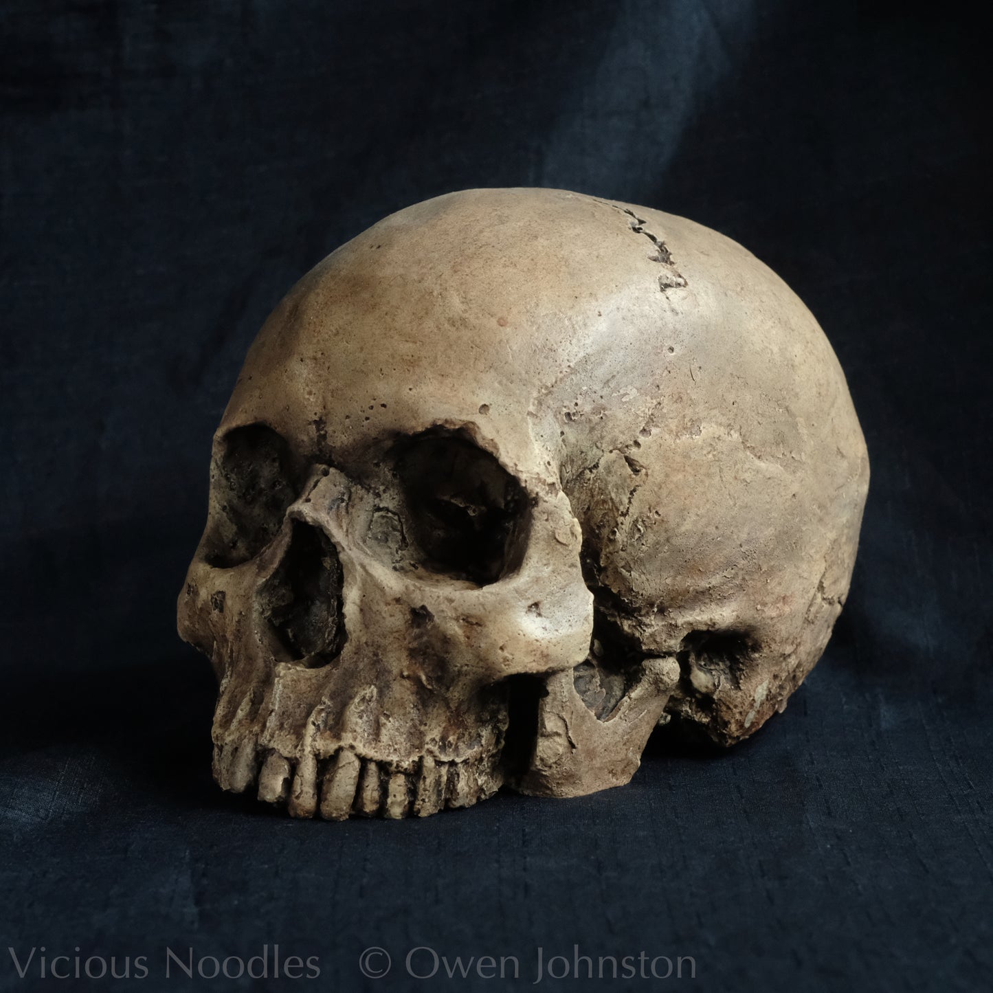 Human skull replica without jaw, life size, warm ivory bone colour with dark weathering, finished with lacquer.