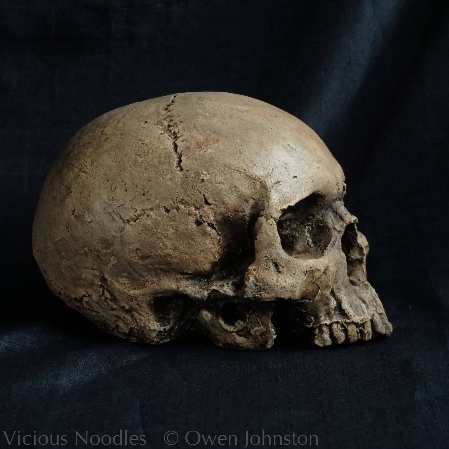 Human skull replica without jaw, life size, warm ivory bone colour with dark weathering, finished with lacquer.