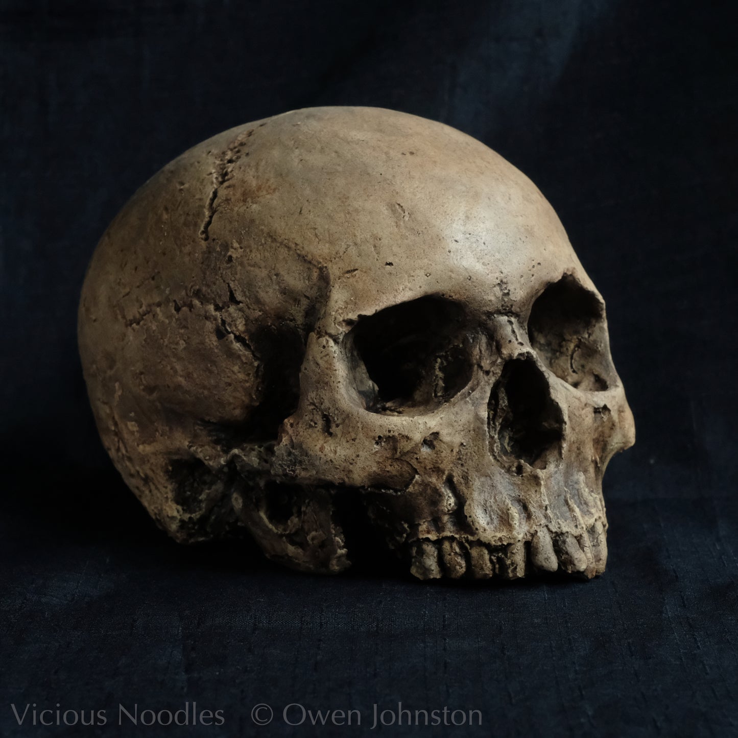 Human skull replica without jaw, life size, warm ivory bone colour with dark weathering, finished with lacquer.