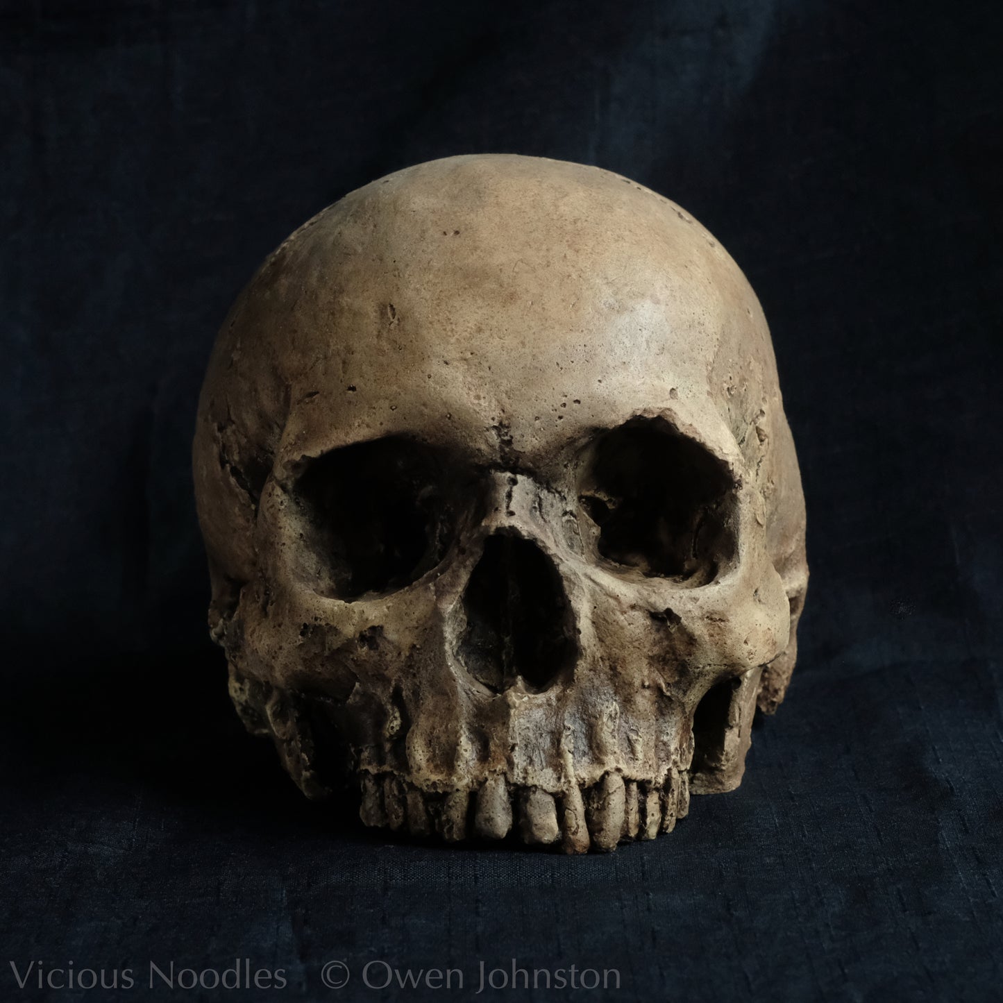 Human skull replica without jaw, life size, warm ivory bone colour with dark weathering, finished with lacquer.