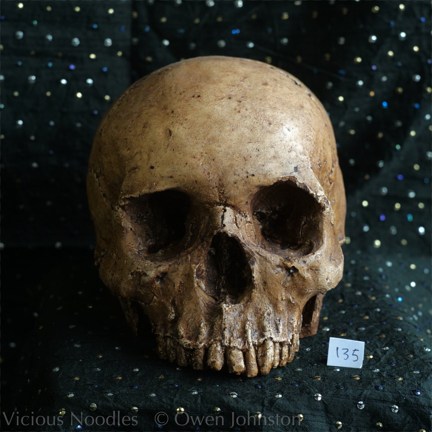 Human skull replica, fossil finish, reddish brown