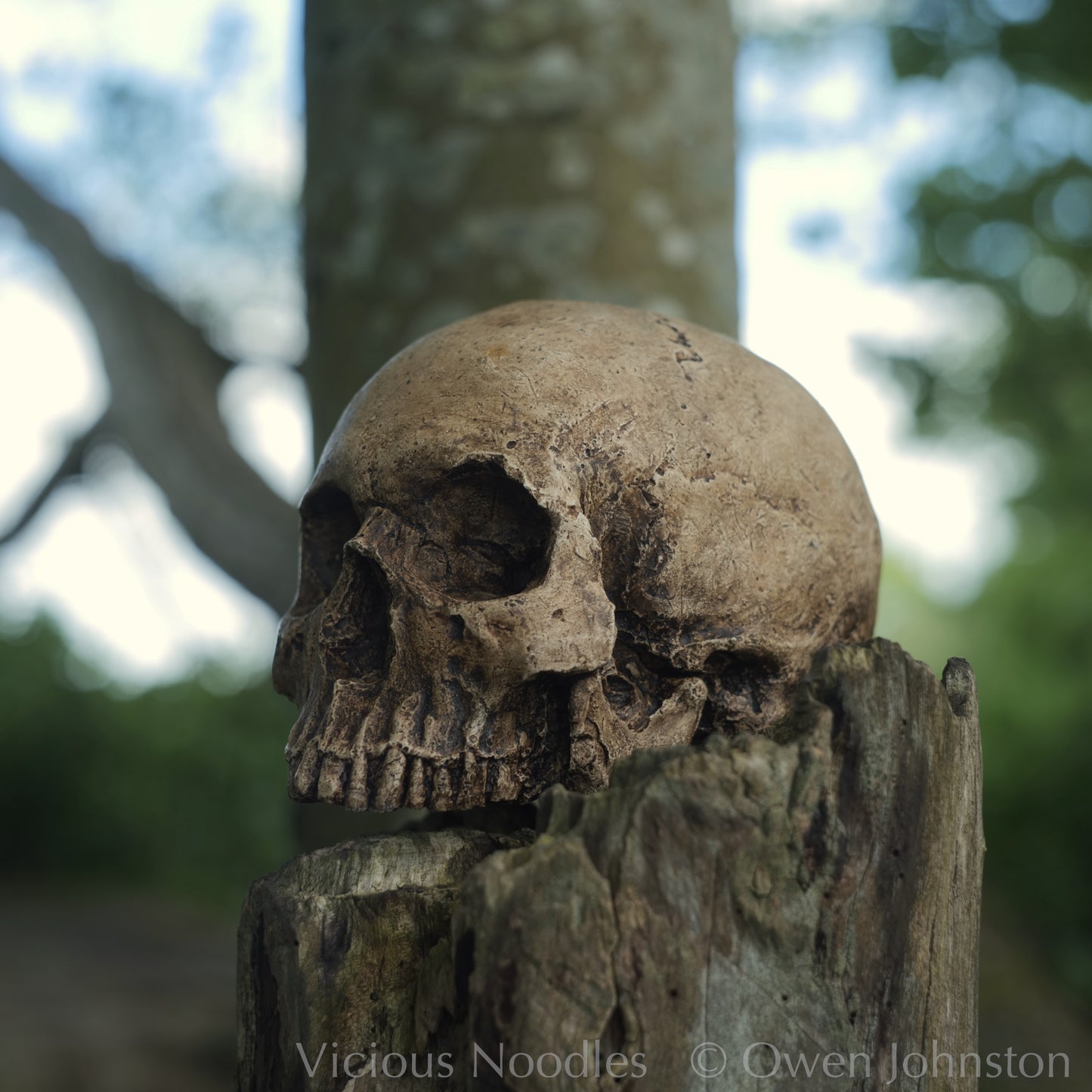 Human skull replica, highly weathered natural finish