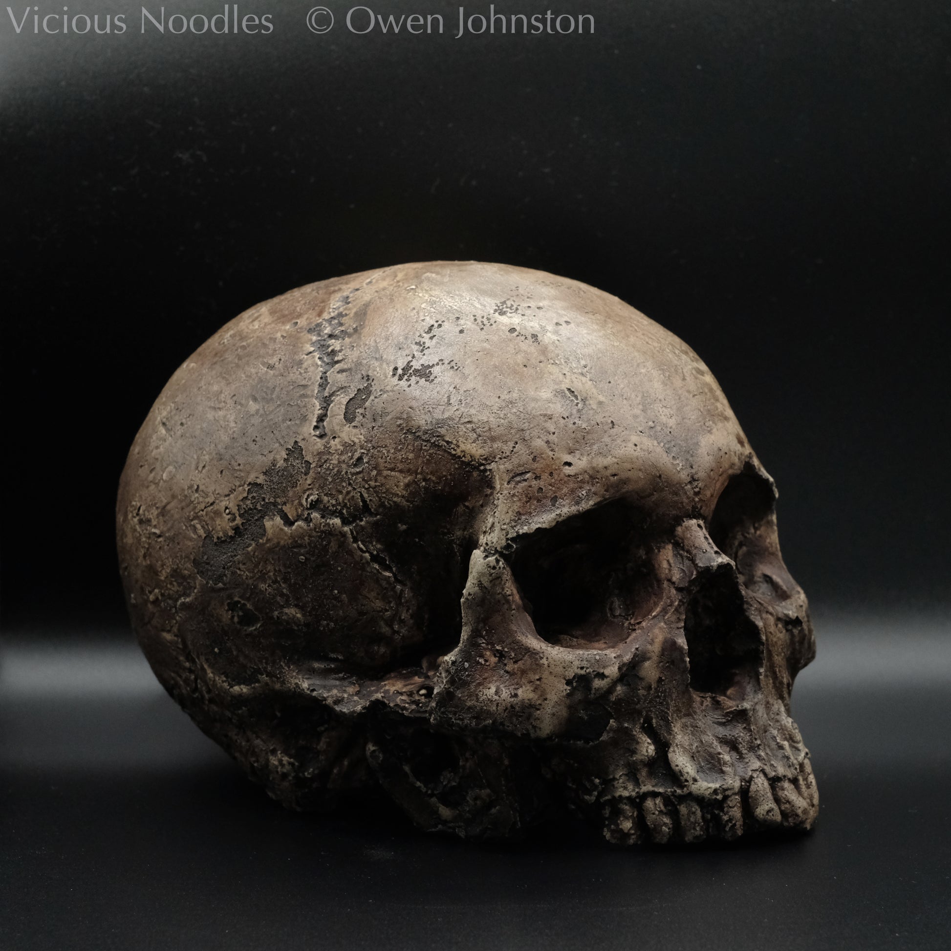 Human skull replica without jaw, life size, resembles an ancient fossil. Shades of dark brown in colour, the surface is distressed in some areas, finished with lacquer.
