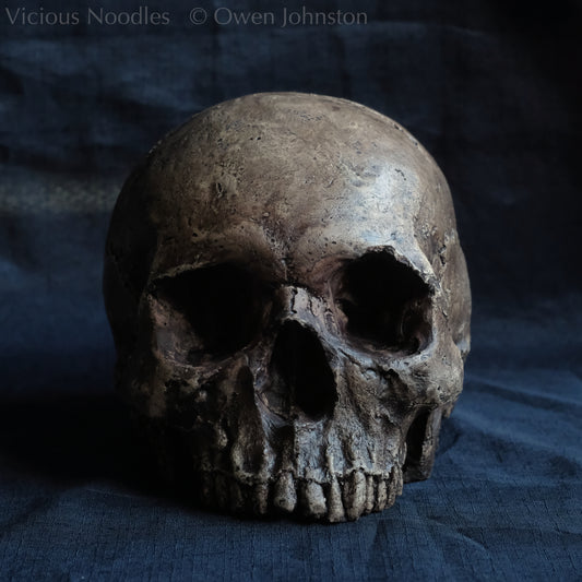 Human skull replica without jaw, life size, resembles an ancient fossil. Shades of dark brown in colour, the surface is distressed in some areas, finished with lacquer.
